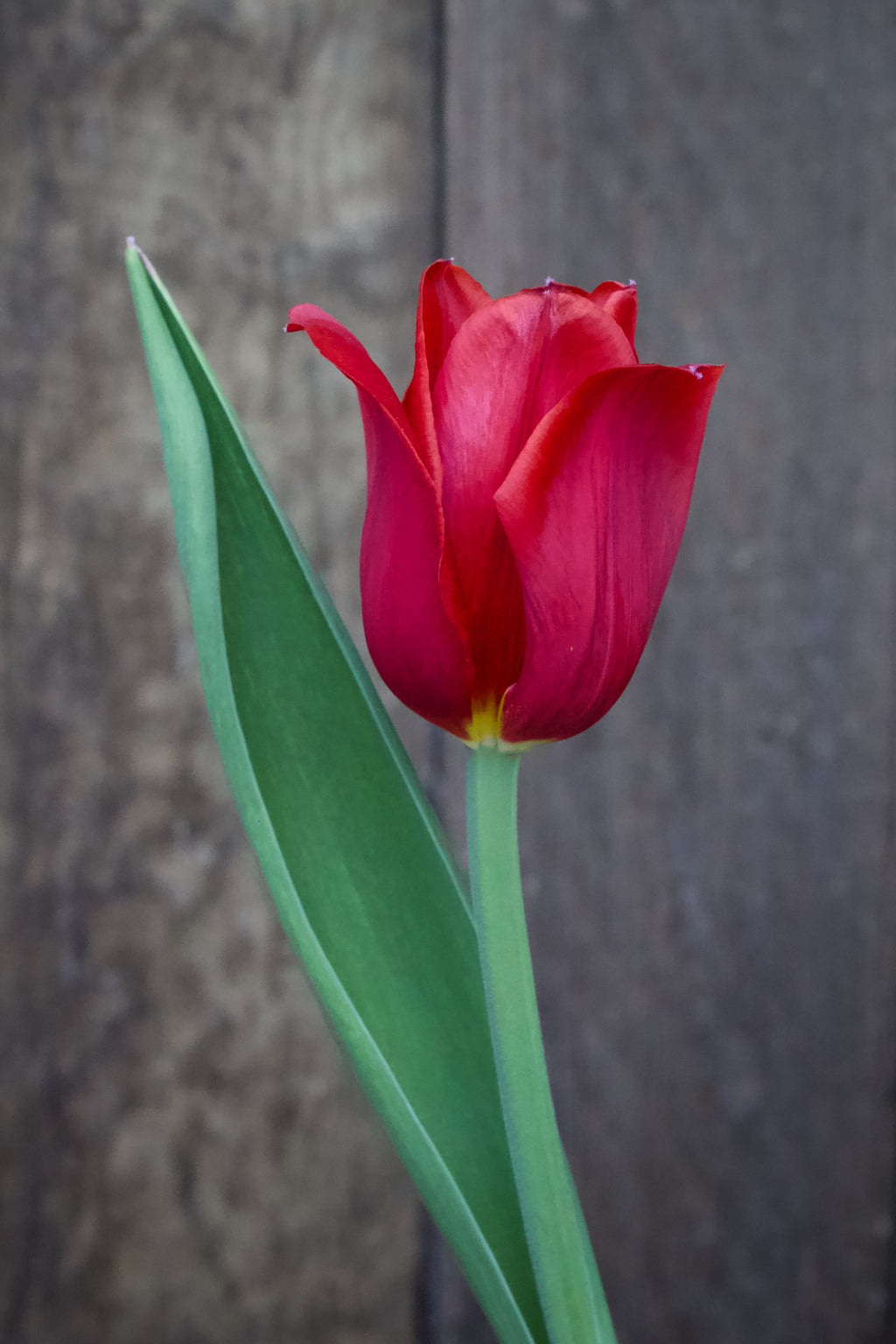 Tulipa 'Kingsblood' 12/+