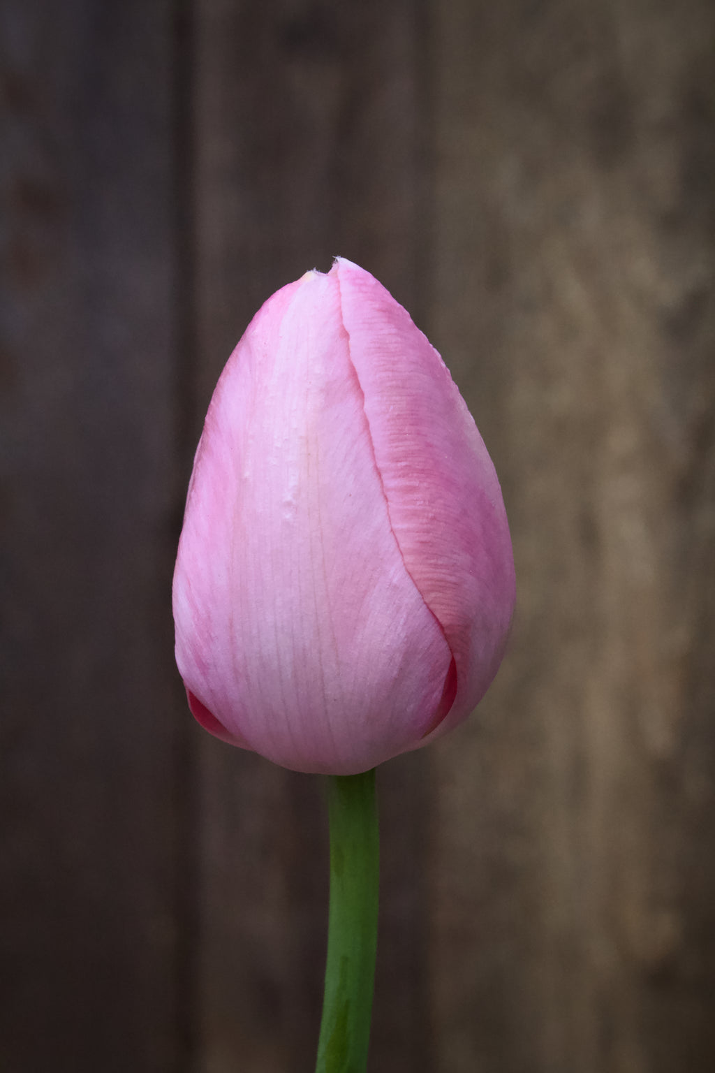 Tulipa 'Menton' 12/+