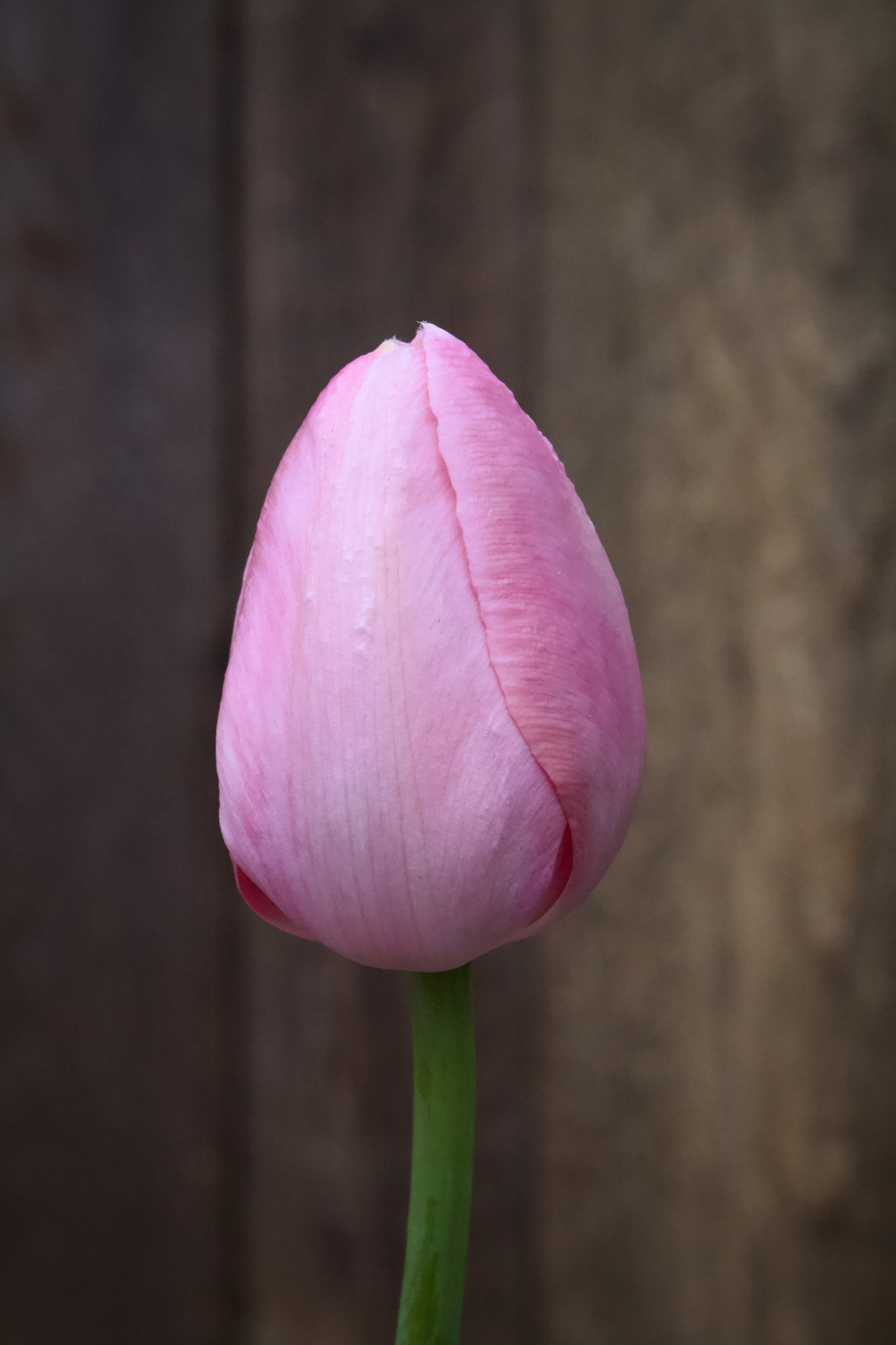 Tulipa 'Menton' 12/+