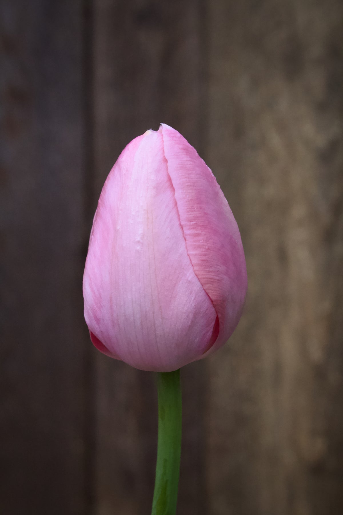 Tulipa 'Menton' 12/+