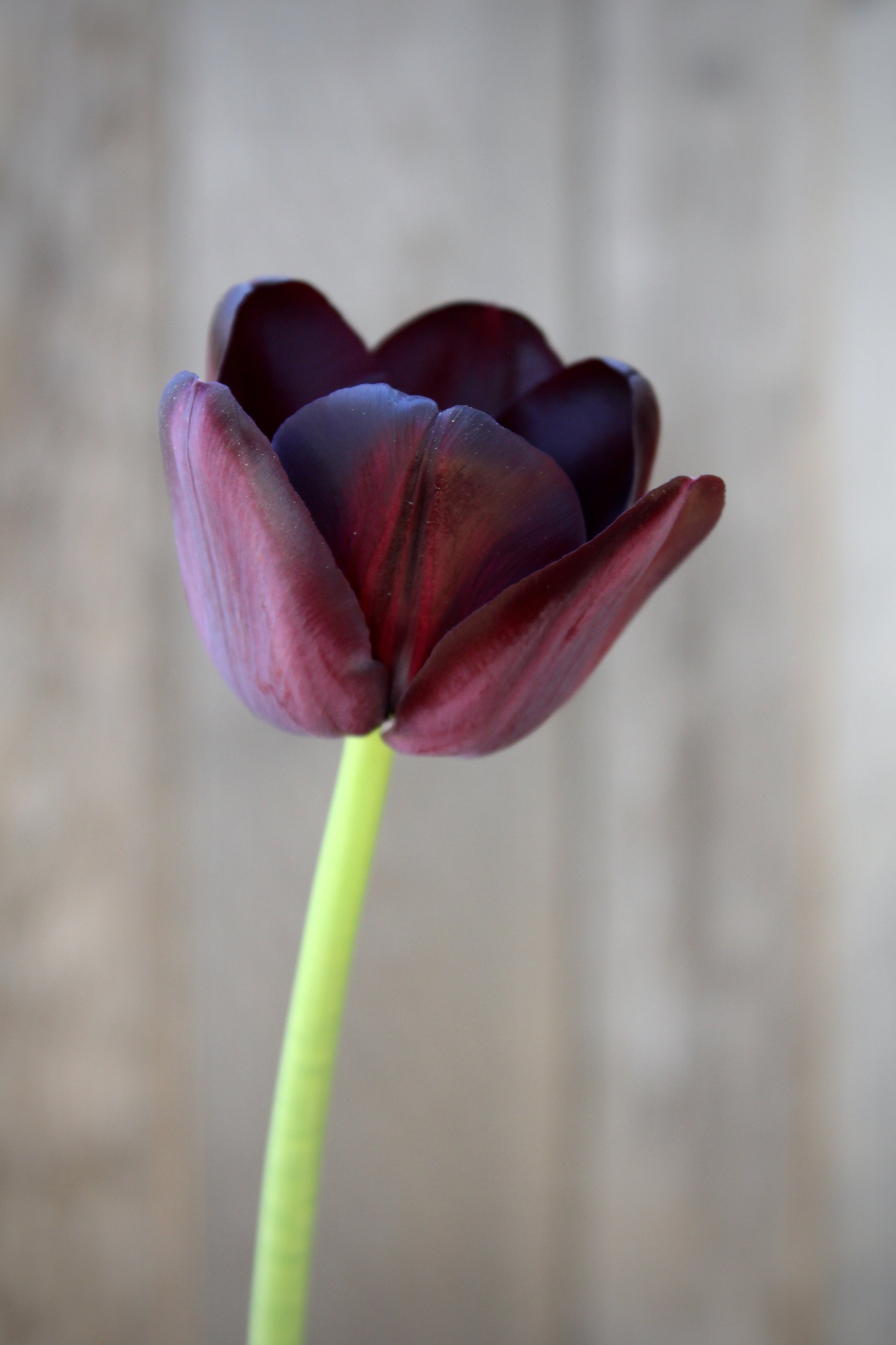 Tulipa 'Queen of Night' 12/+