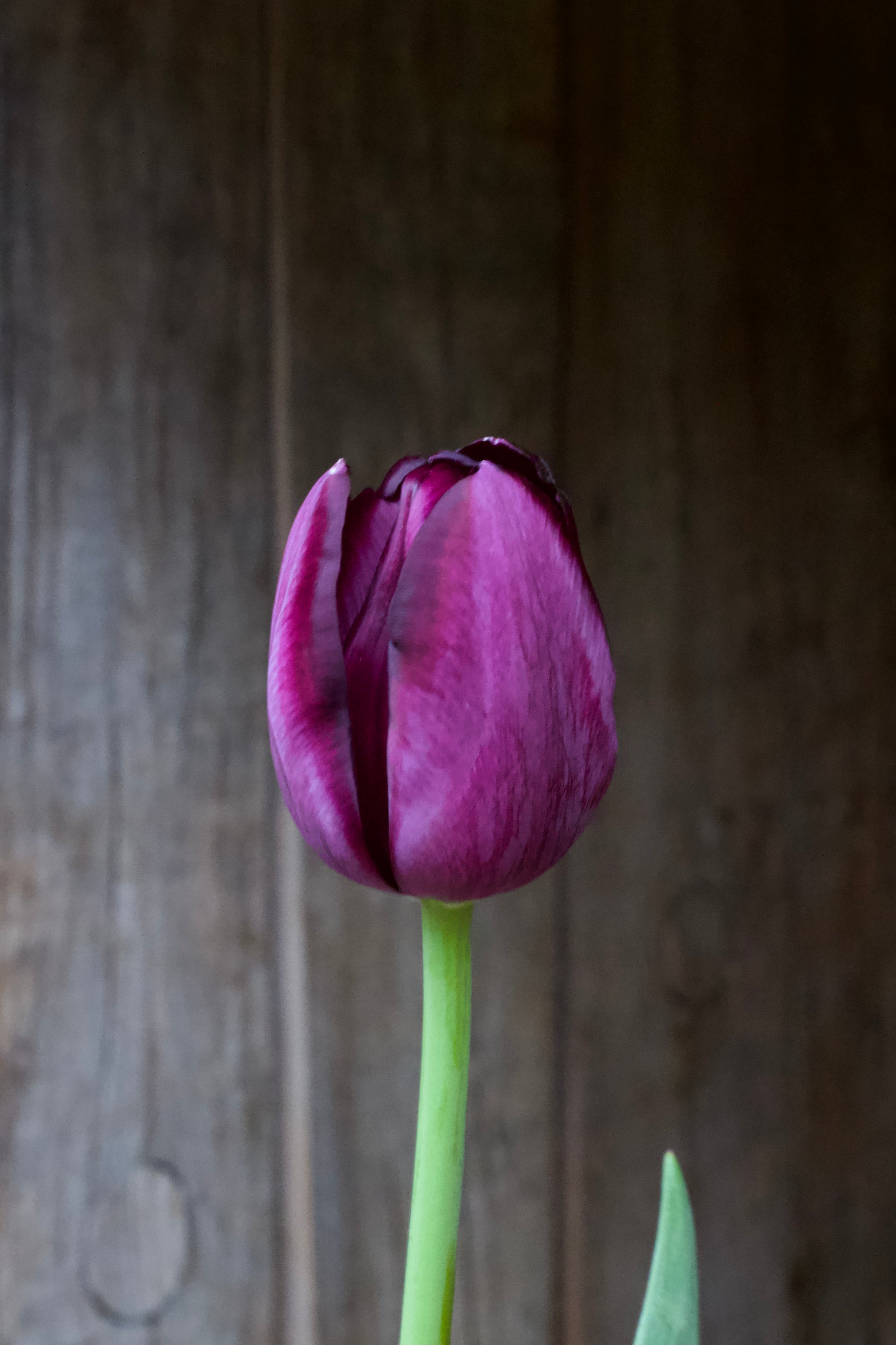 Tulipa 'Queen of Night' 12/+