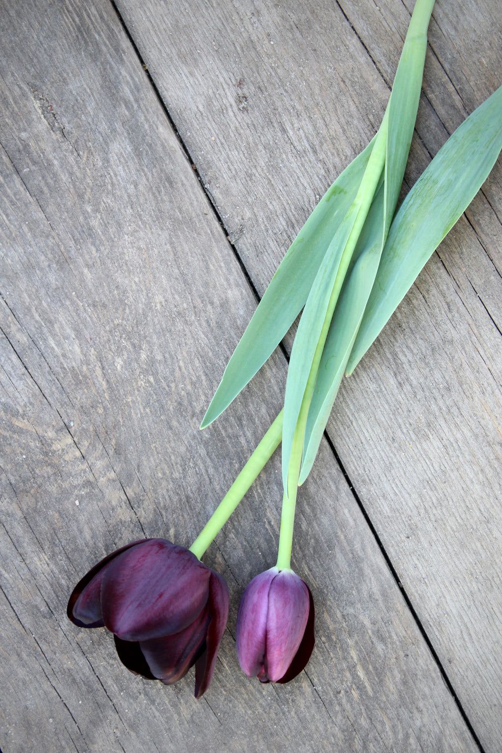 Tulipa 'Queen of Night' 12/+