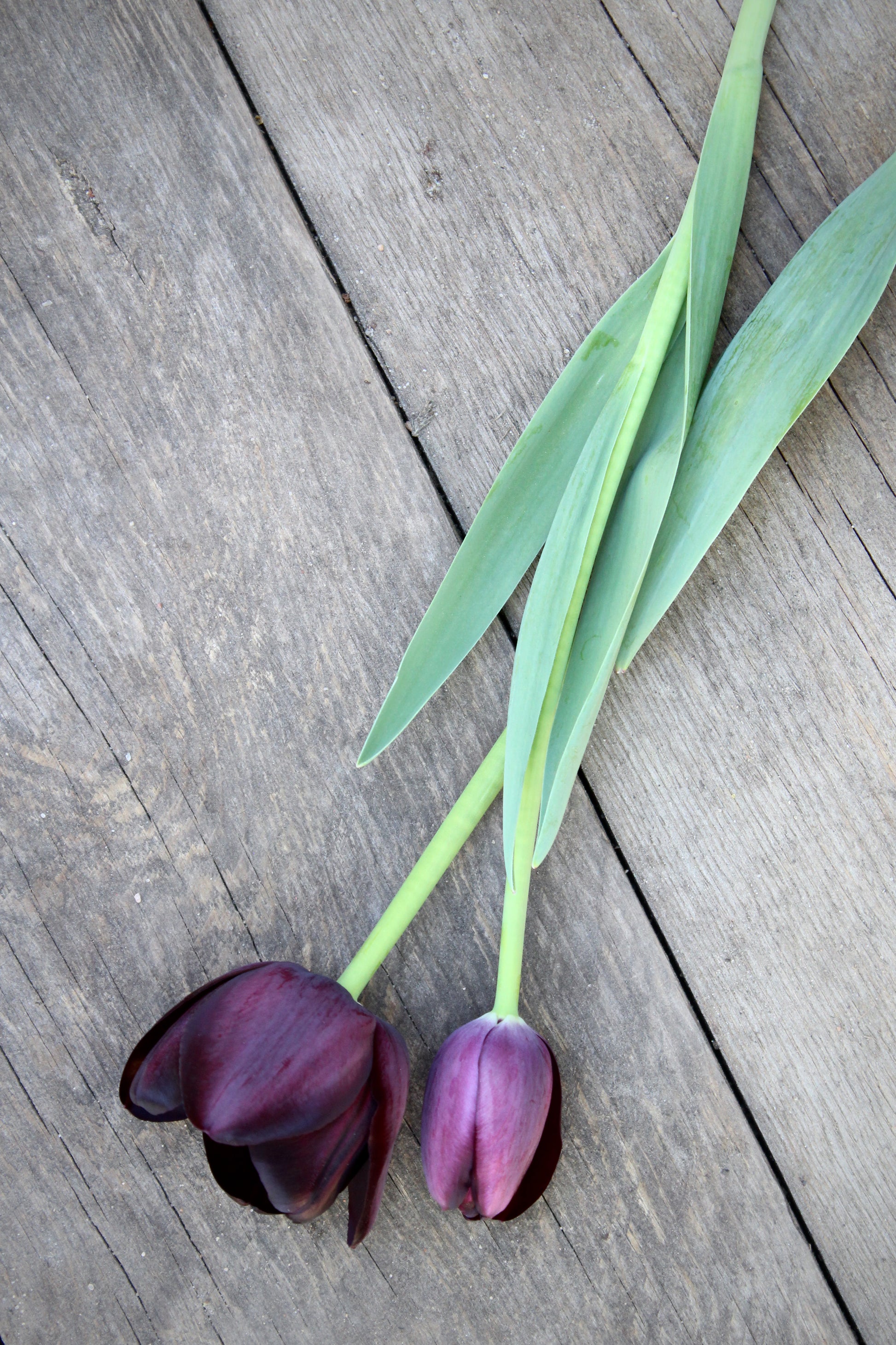 Tulipa 'Queen of Night' 12/+