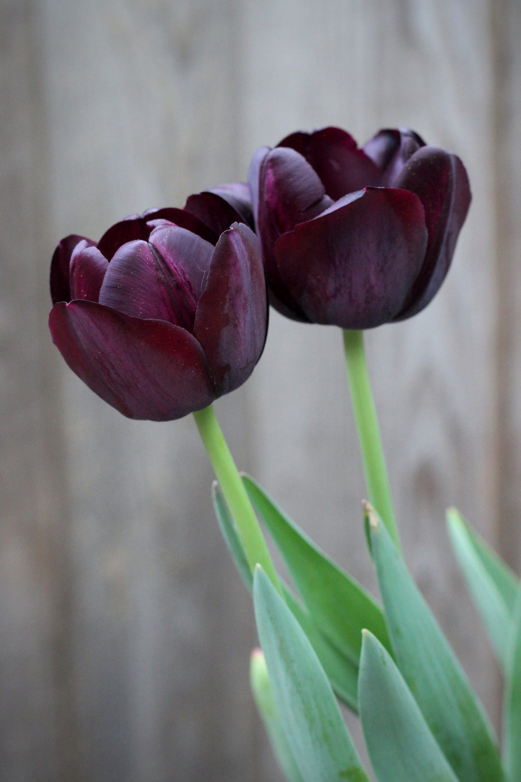 Tulipa 'Queen of Night' 12/+