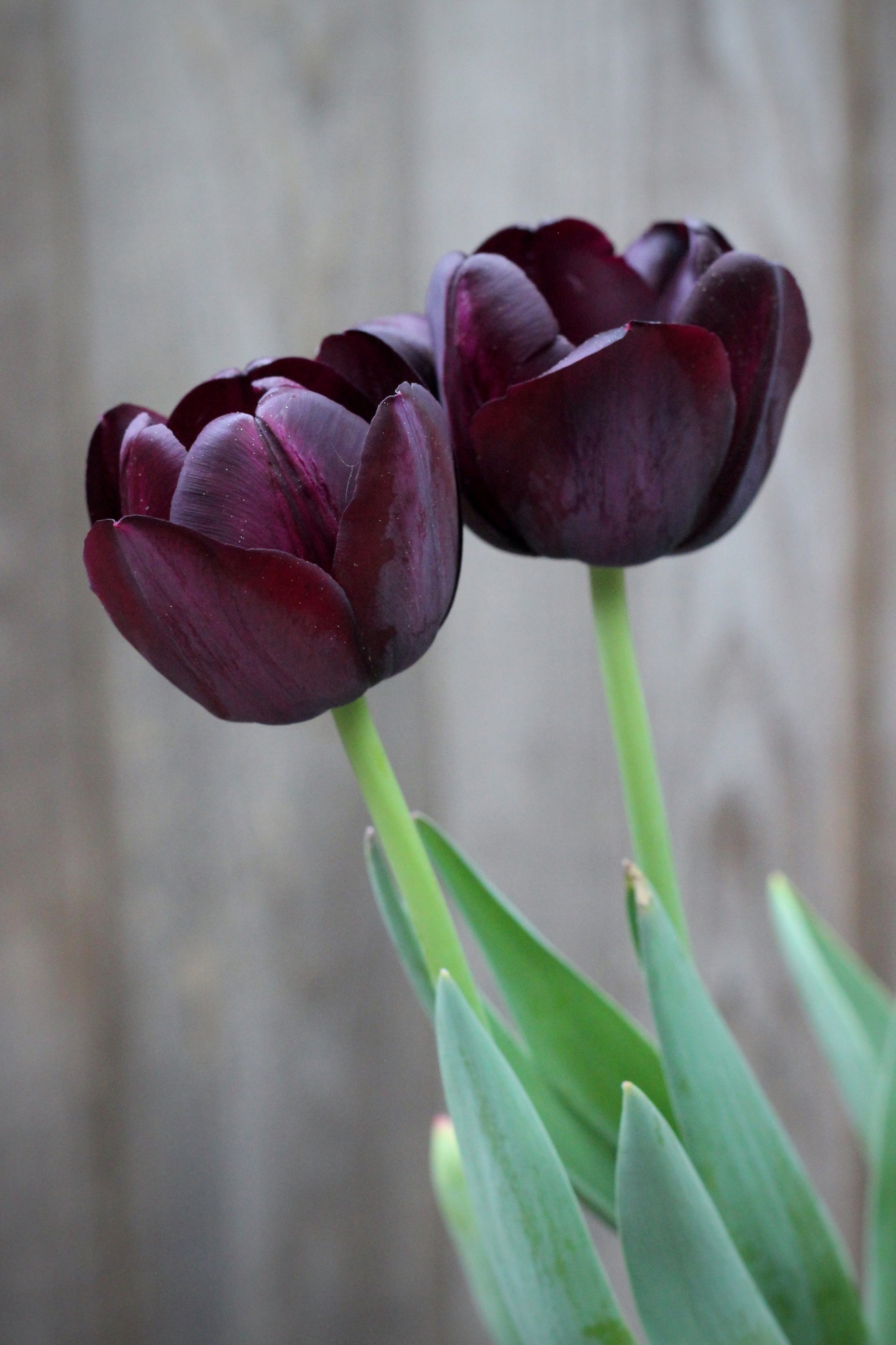 Tulipa 'Queen of Night' 12/+