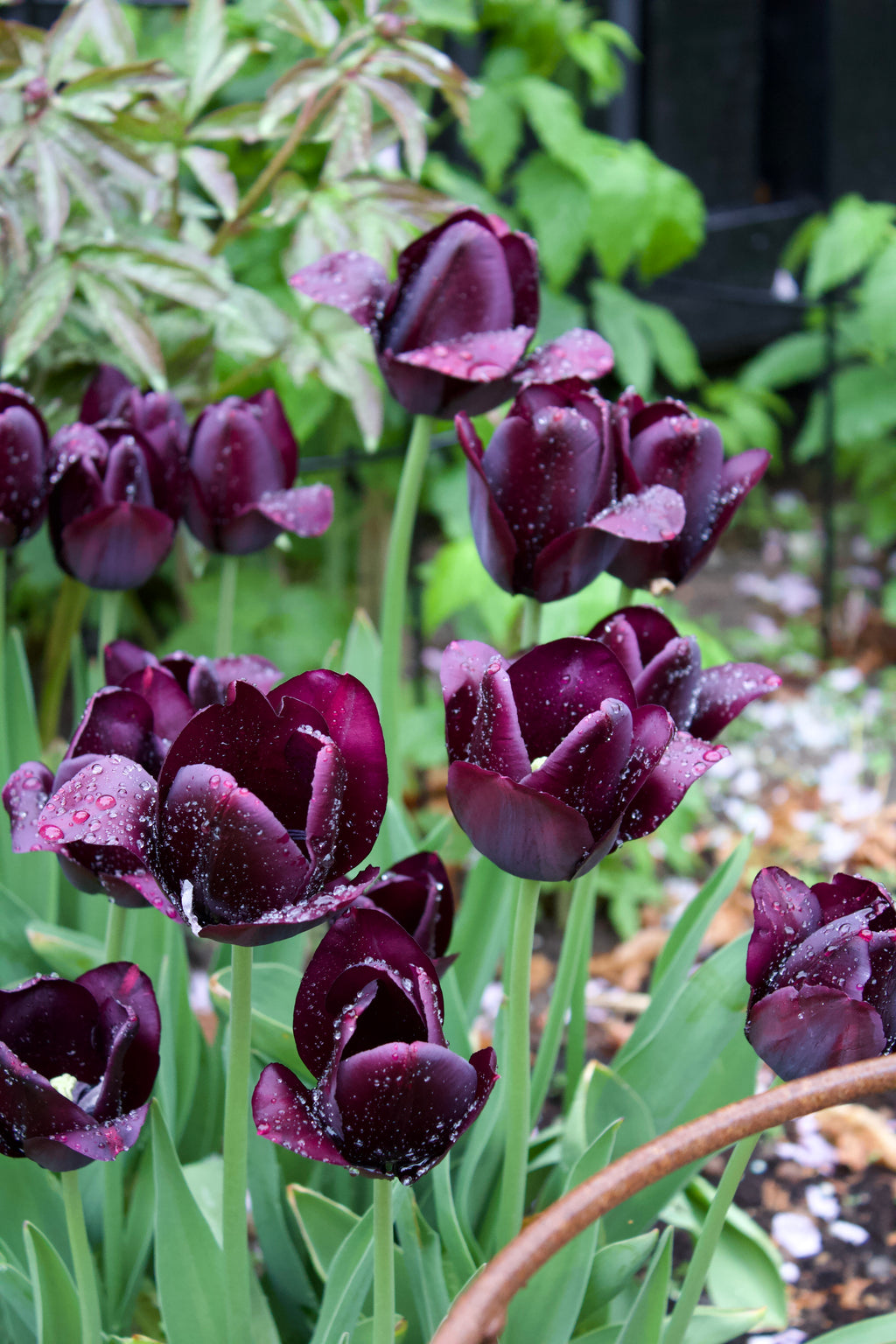 Tulipa 'Queen of Night' 12/+