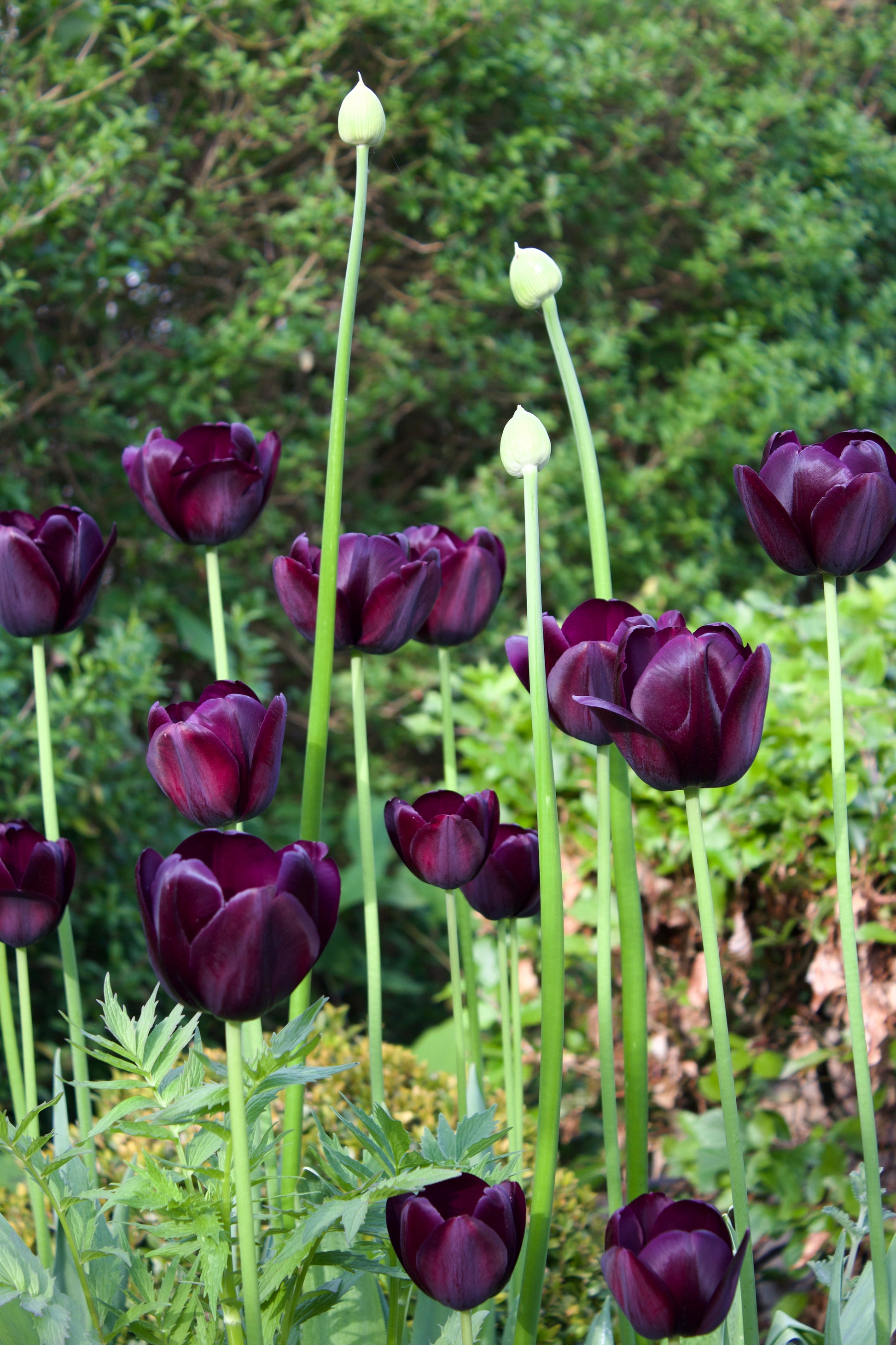 Tulipa 'Queen of Night' 12/+