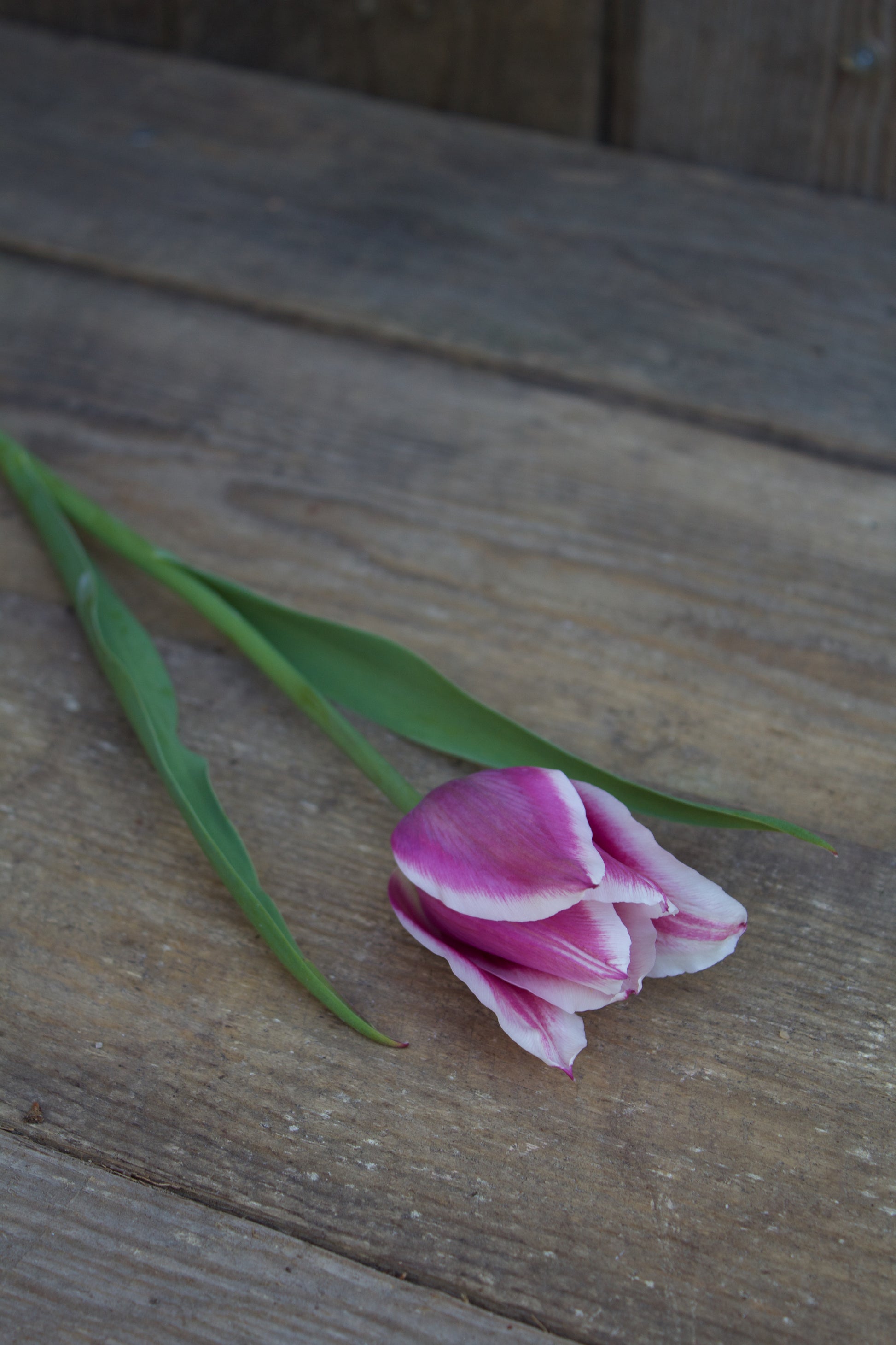 Tulipa 'Ballade' 12/+