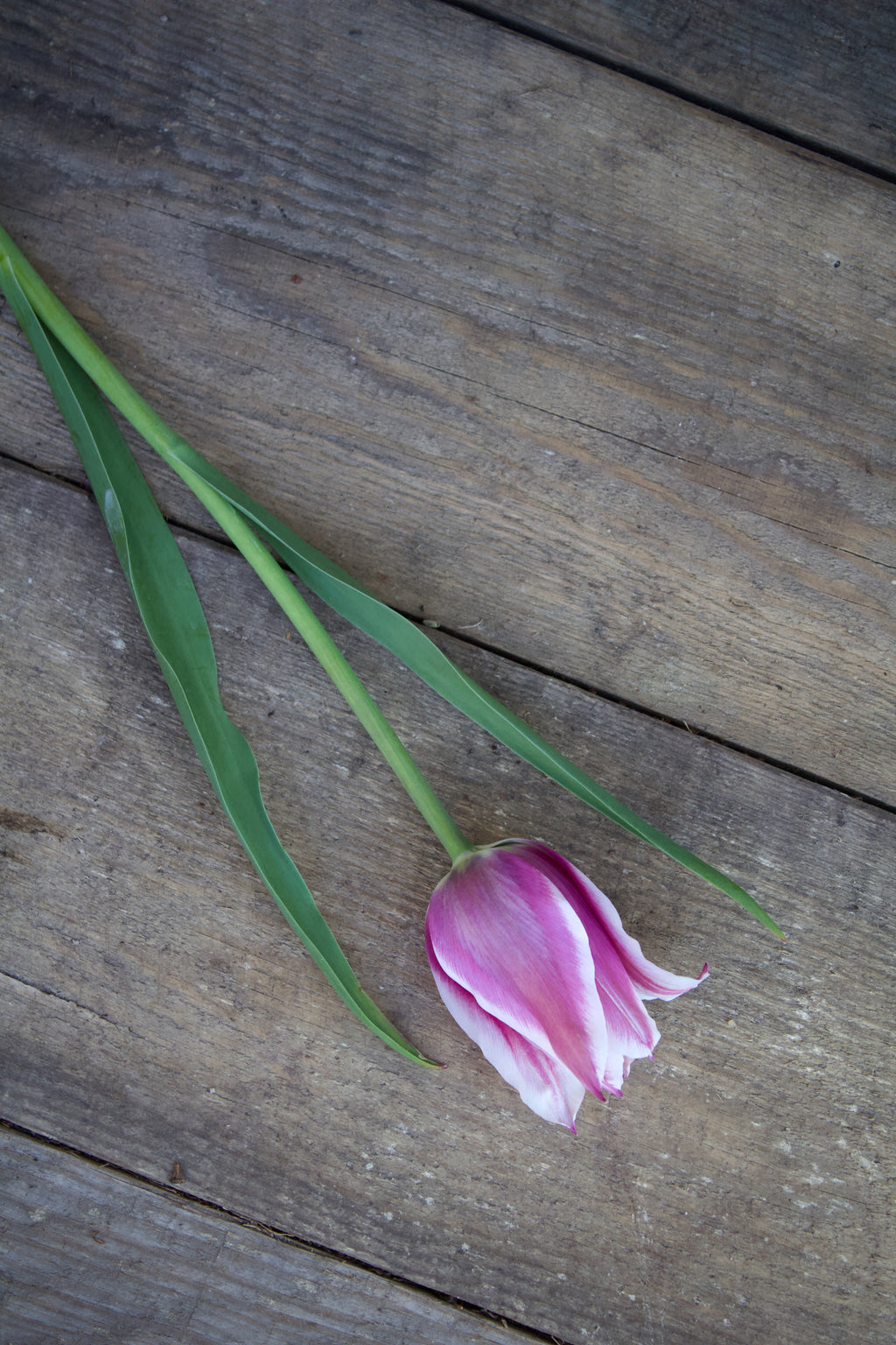 Tulipa 'Ballade' 12/+