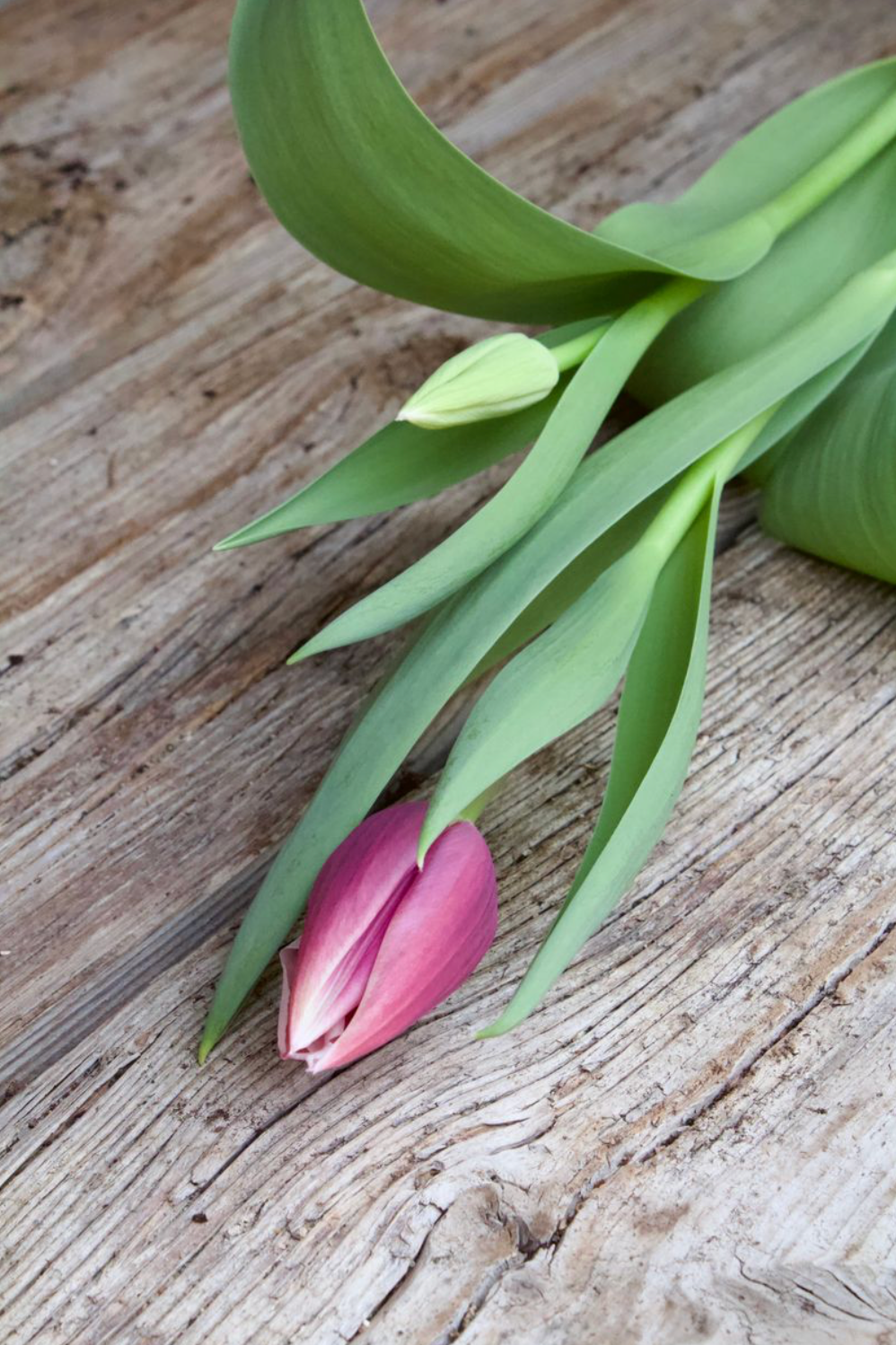 Tulipa 'Ballade' 12/+