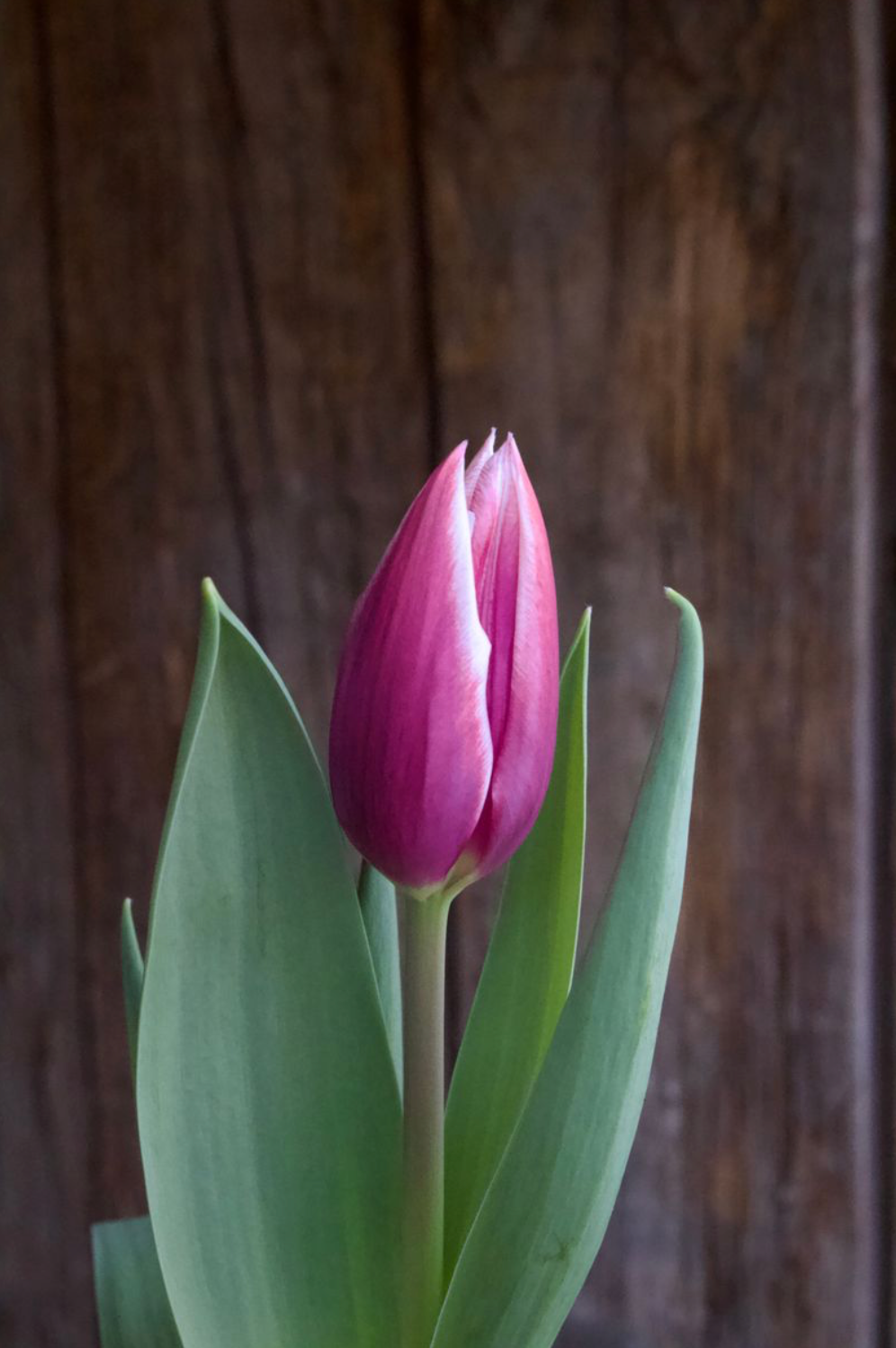 Tulipa 'Ballade' 12/+