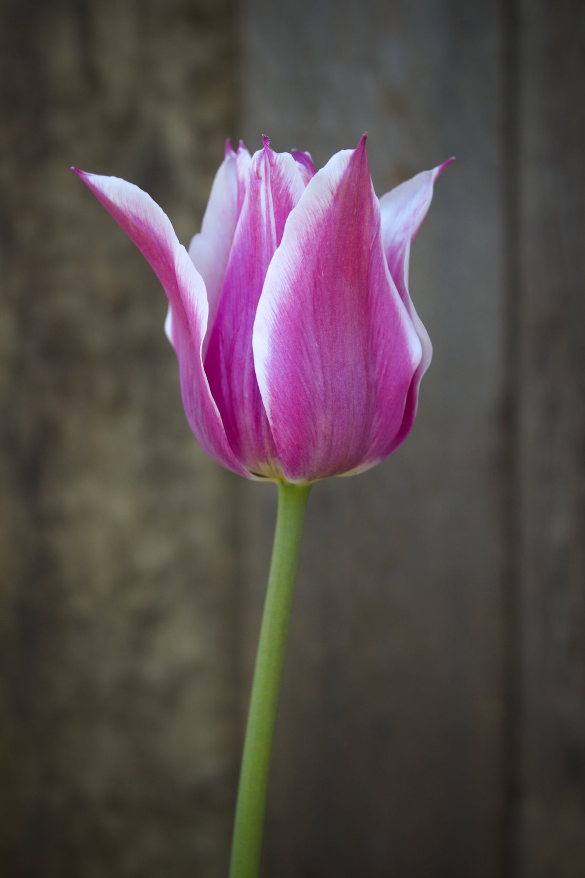 Tulipa 'Ballade' 12/+