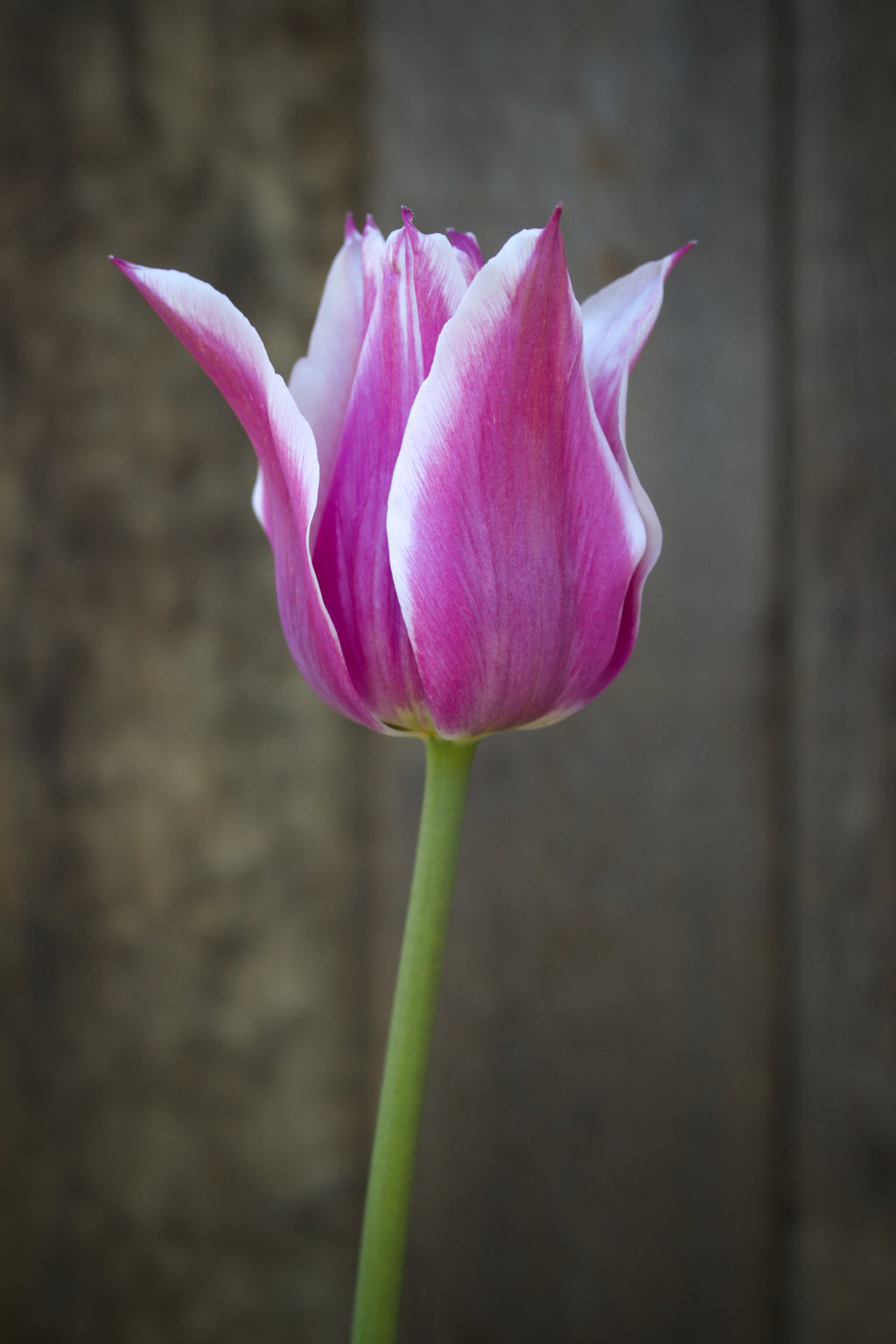 Tulipa 'Ballade' 12/+