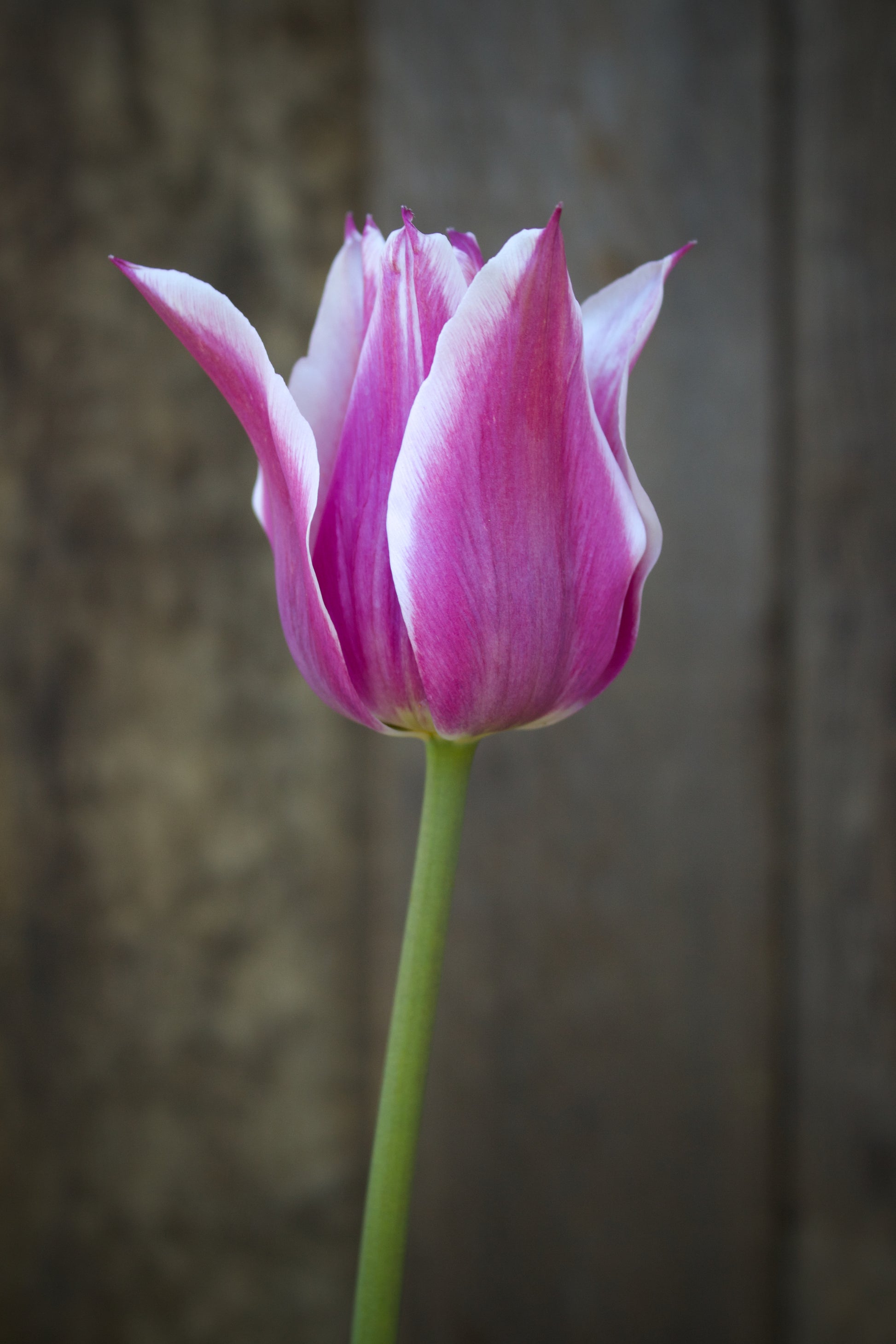 Tulipa 'Ballade' 12/+