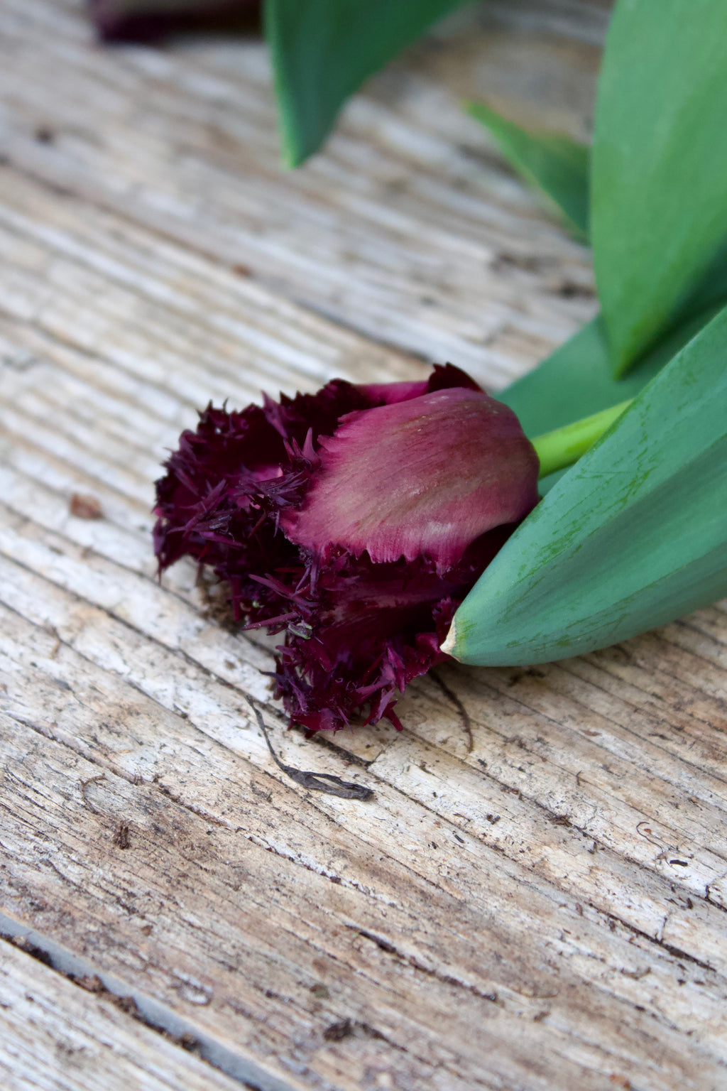 Tulipa 'Labrador' 12/+