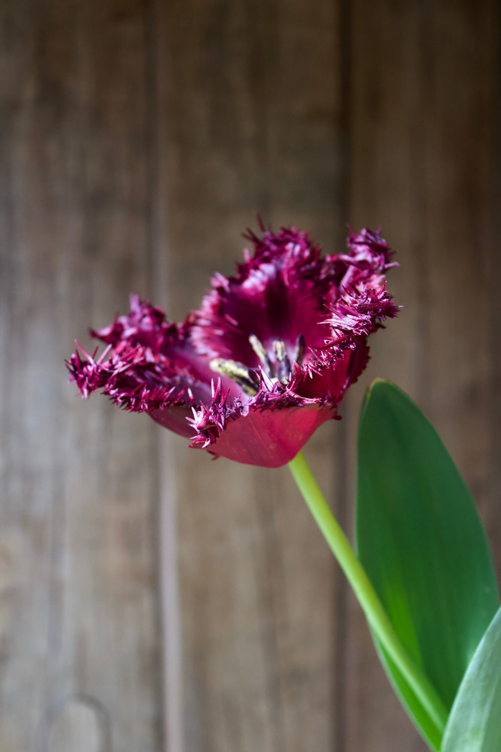 Tulipa 'Labrador' 12/+