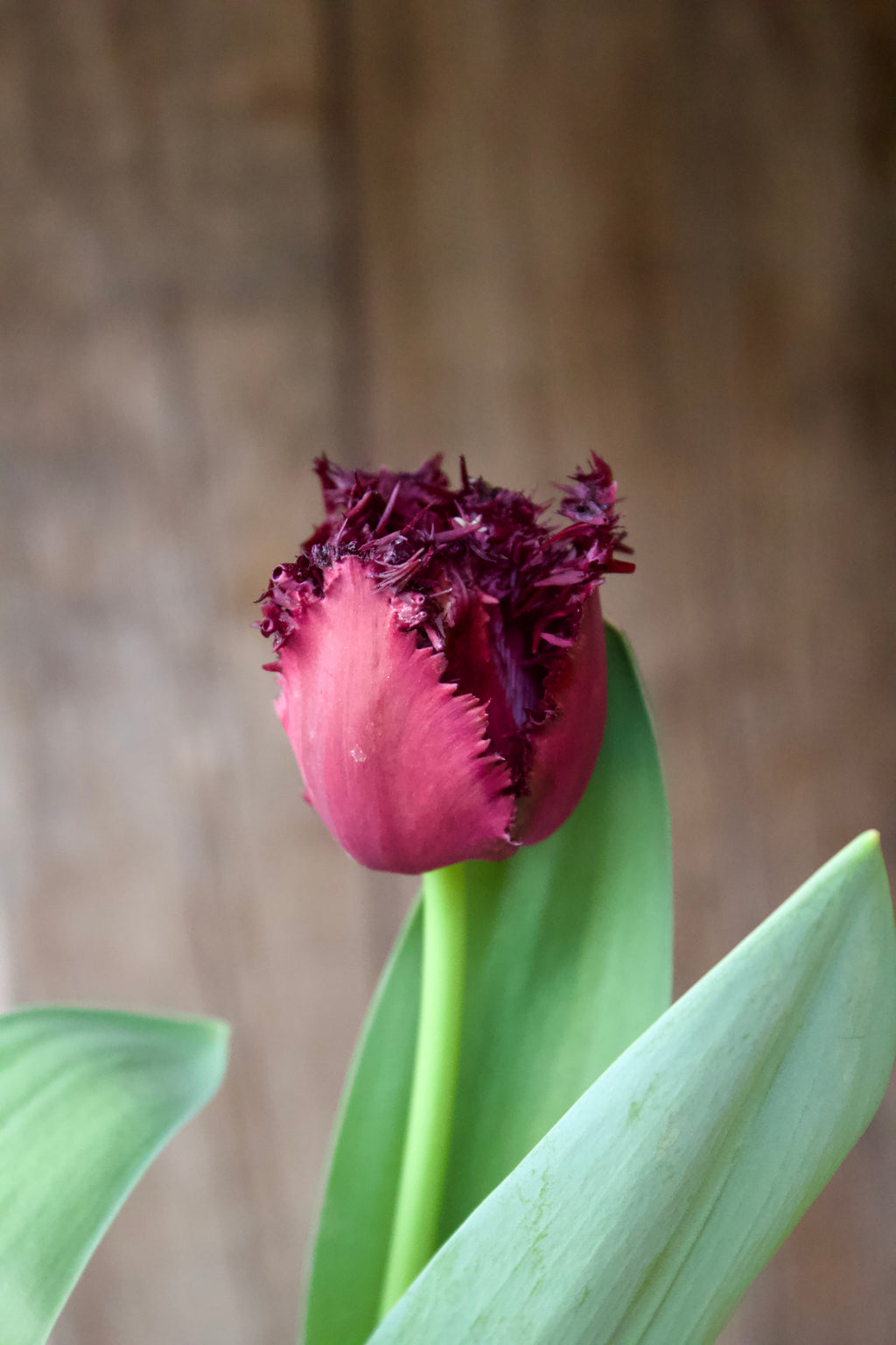 Tulipa 'Labrador' 12/+