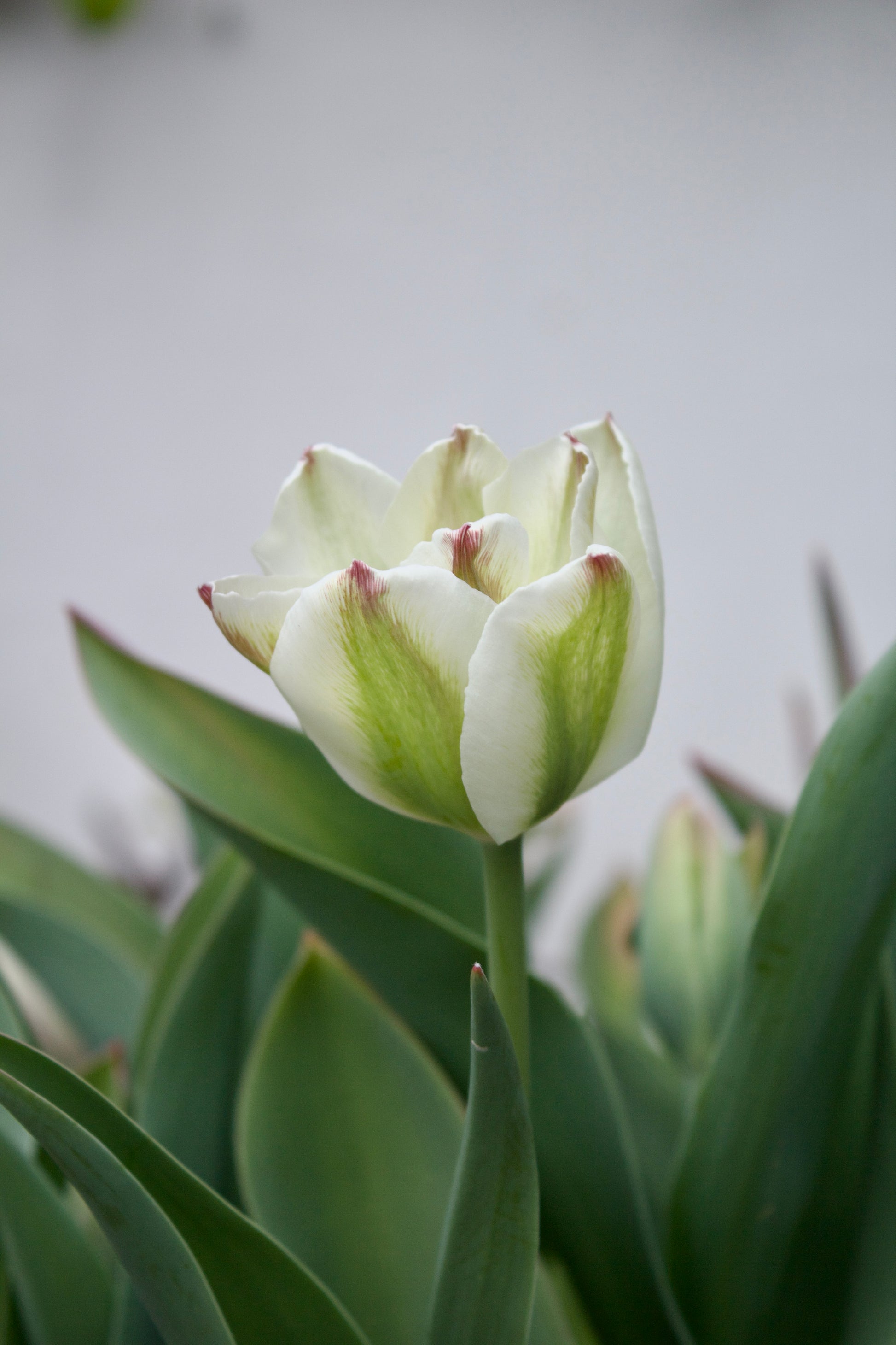 Tulipa 'Spring Green' 12/+