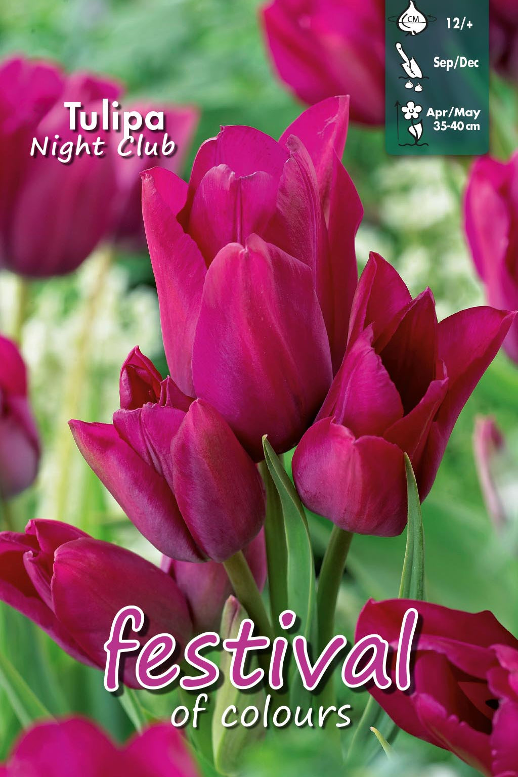 Tulipa 'Night Club' 12/+