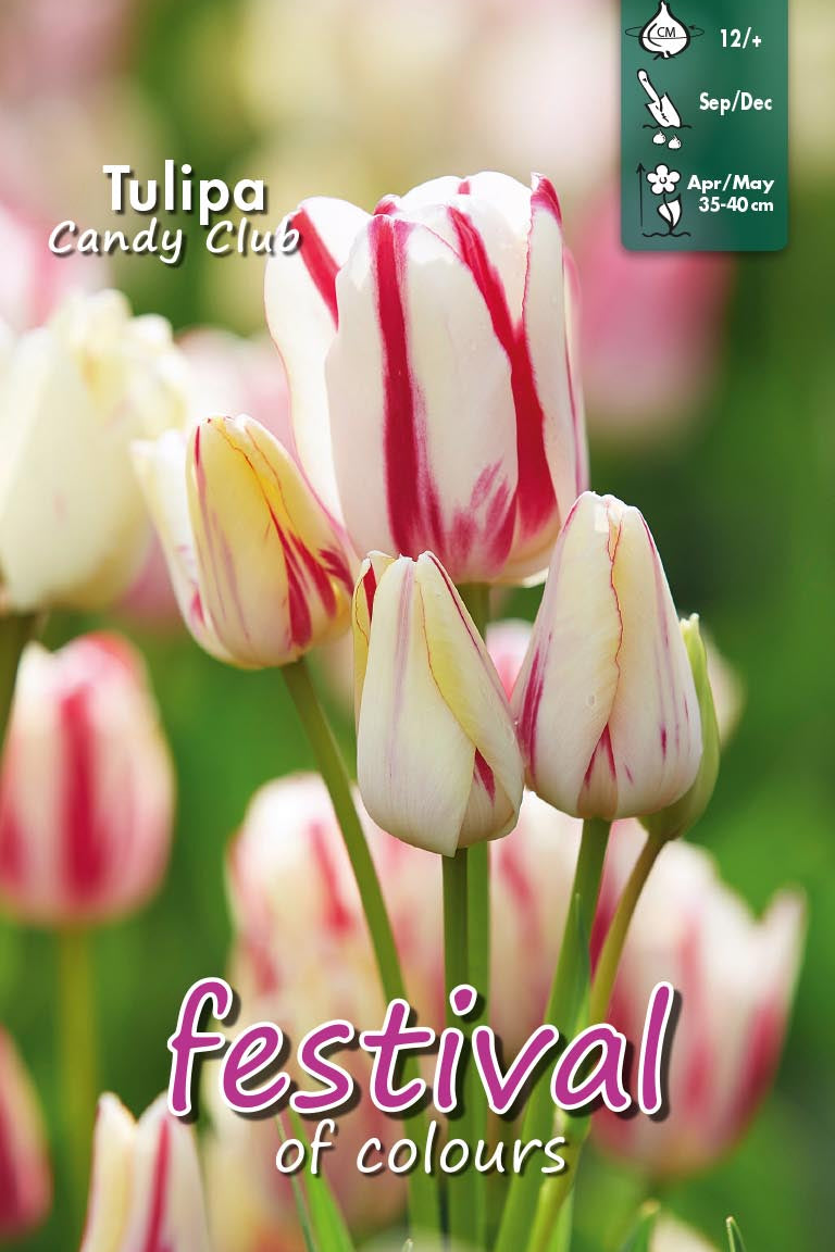 Tulipa 'Candy Club' 12/+