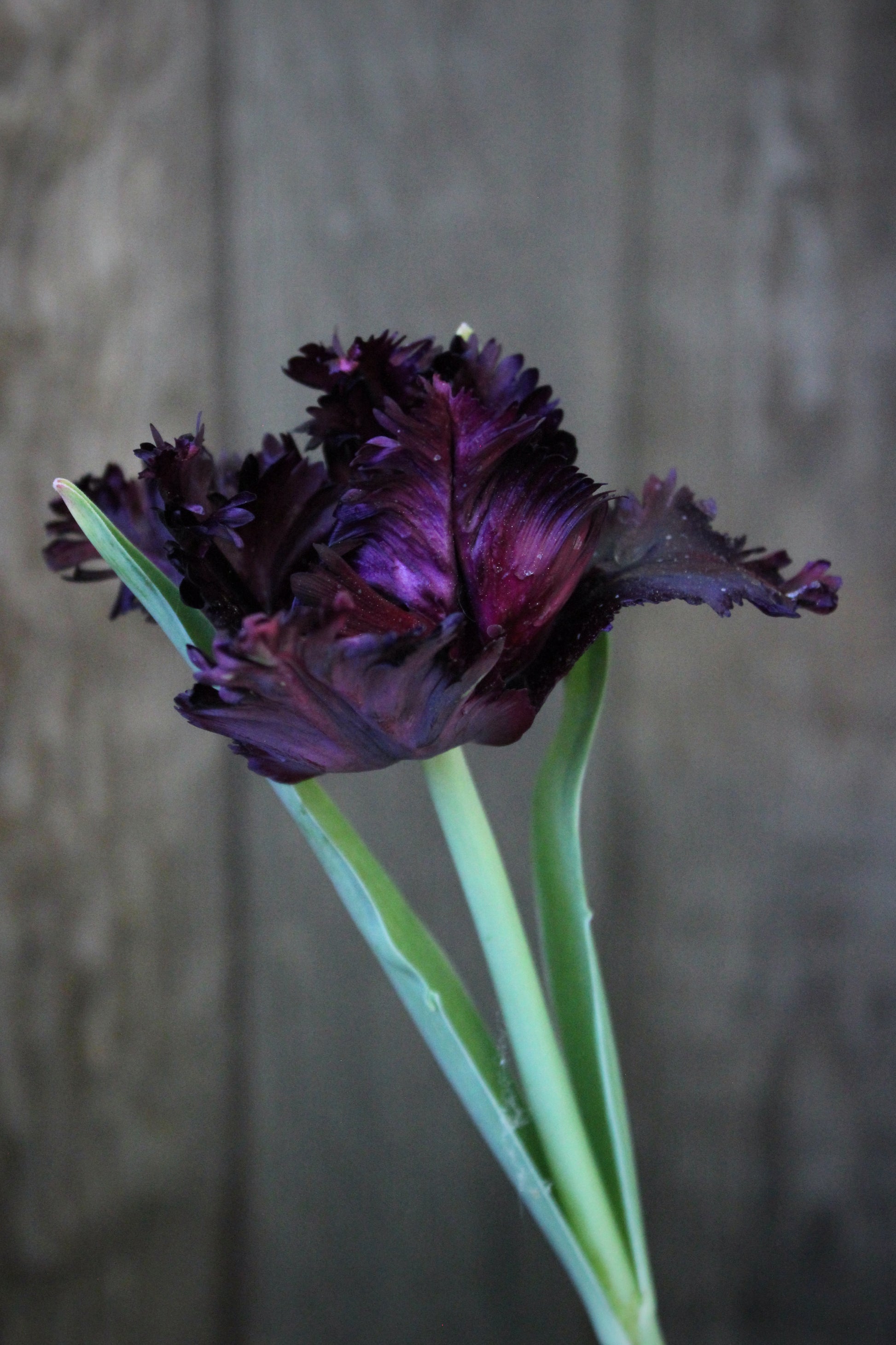 Tulipa 'Black Parrot' 12/+