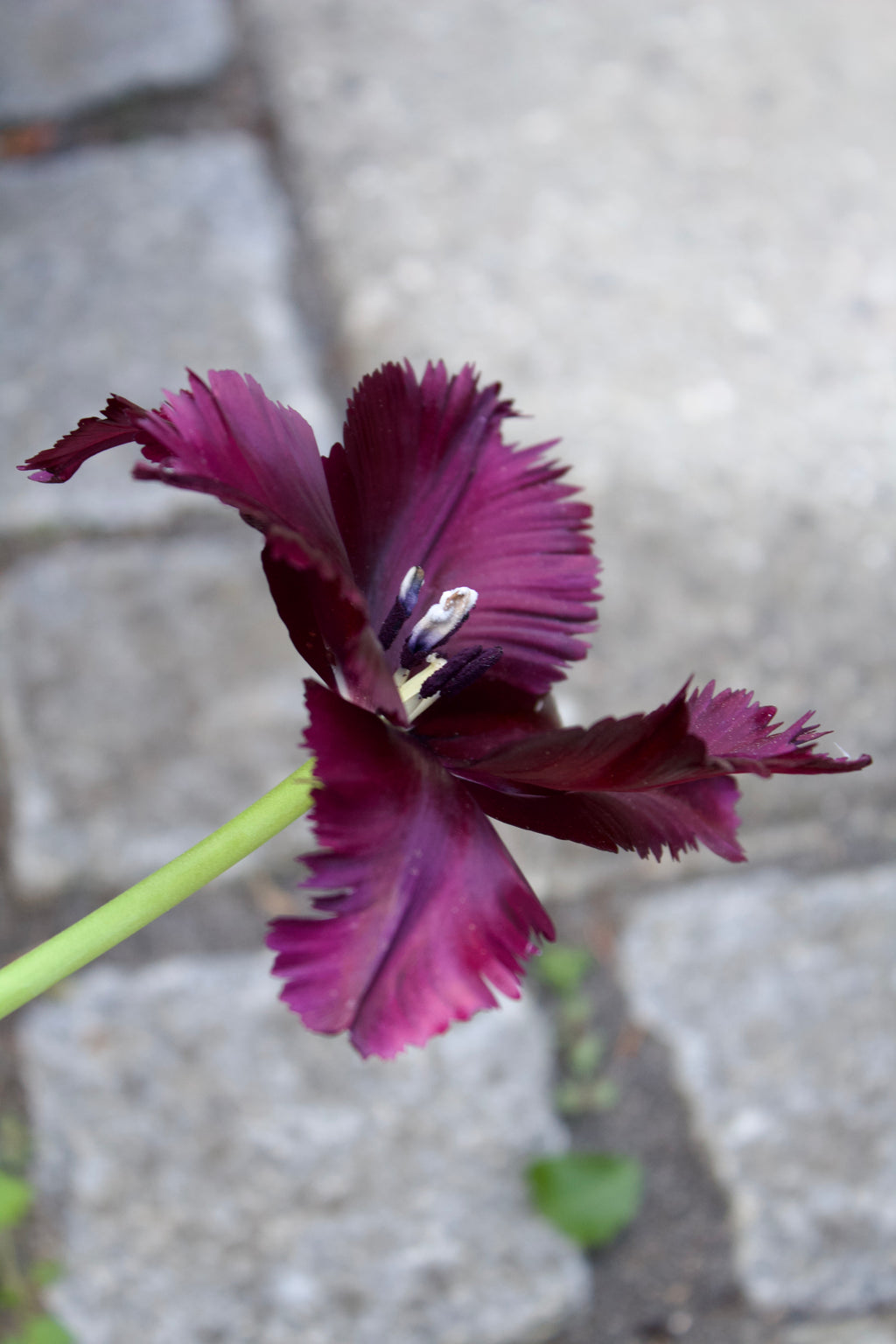 Tulipa 'Black Parrot' 12/+