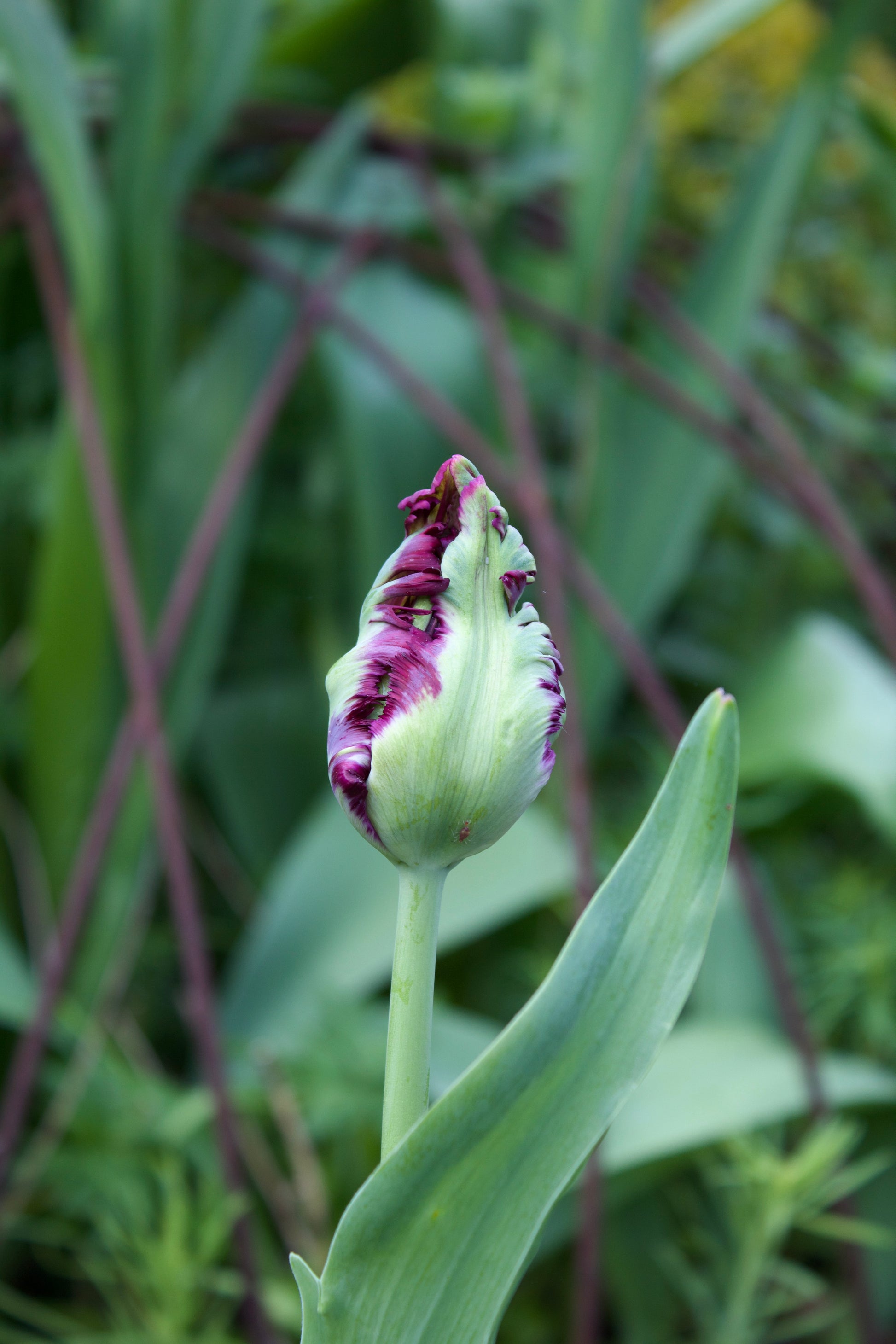 Tulipa 'Black Parrot' 12/+