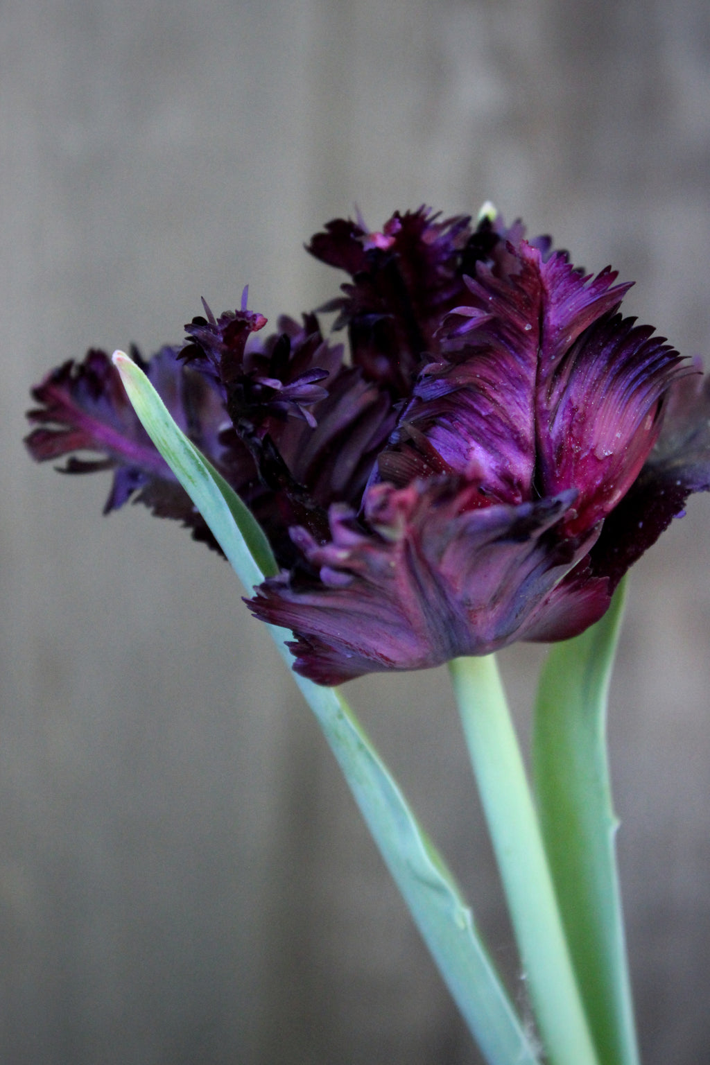 Tulipa 'Black Parrot' 12/+
