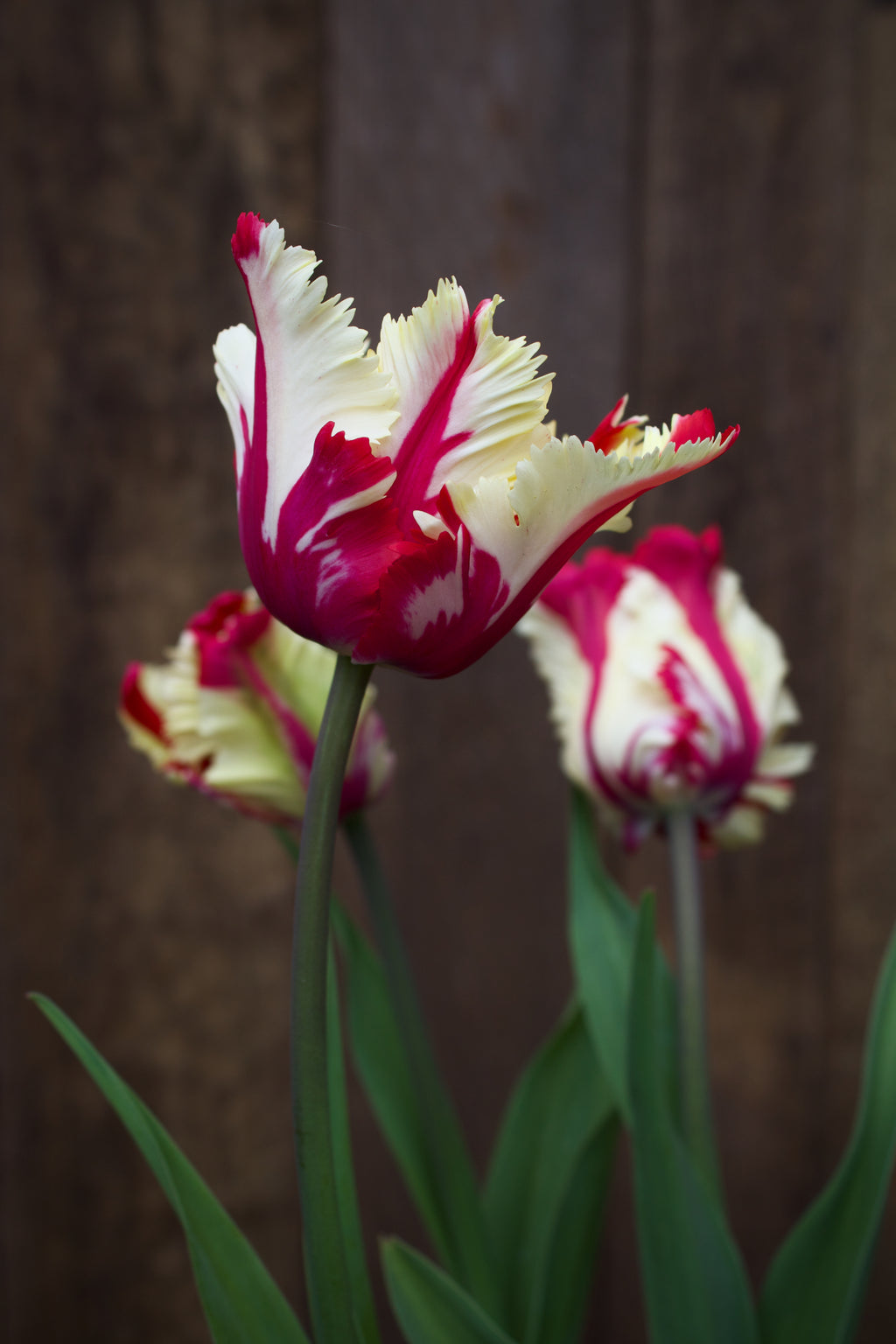 Tulipa 'Flaming Parrot' 12/+