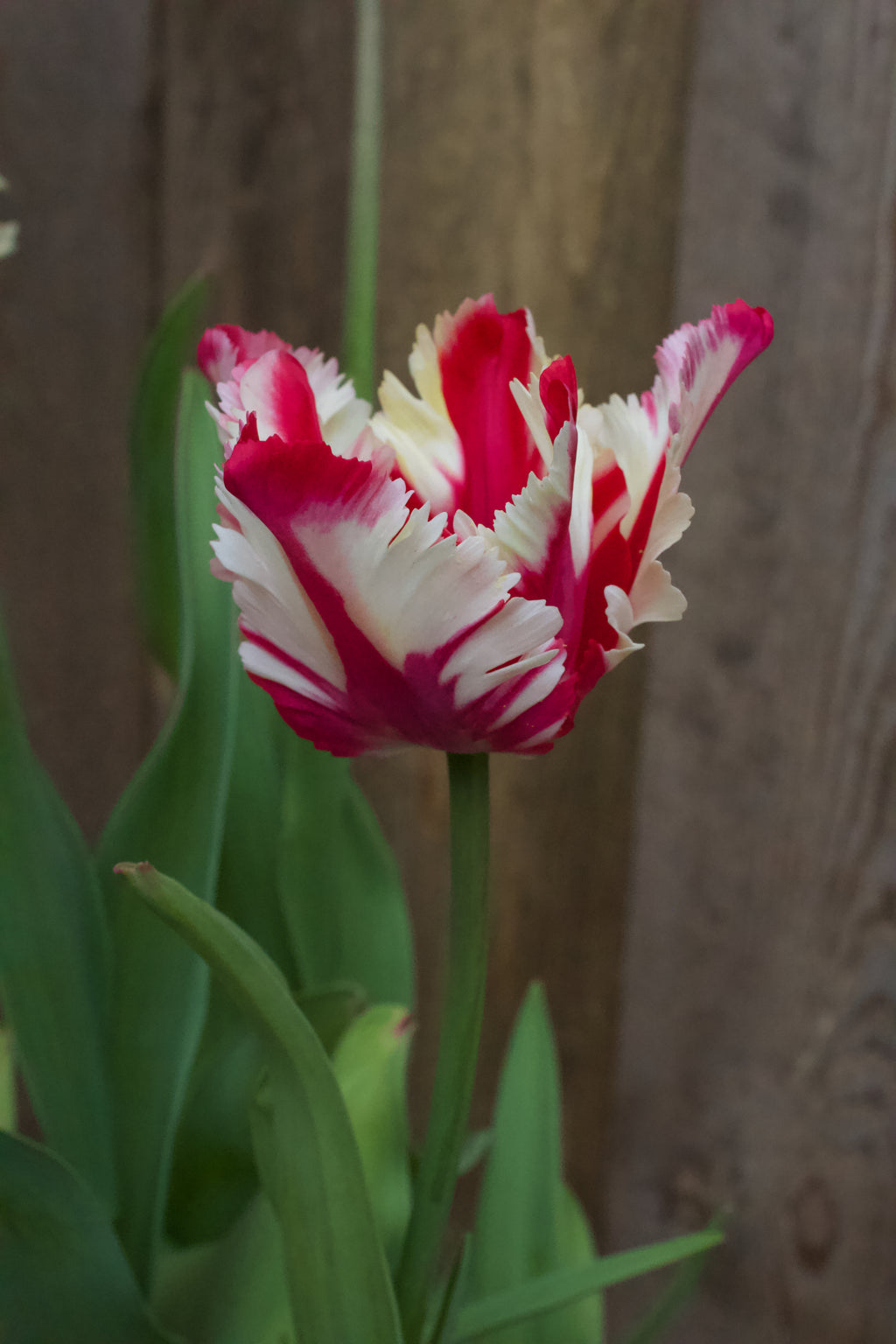 Tulipa 'Flaming Parrot' 12/+