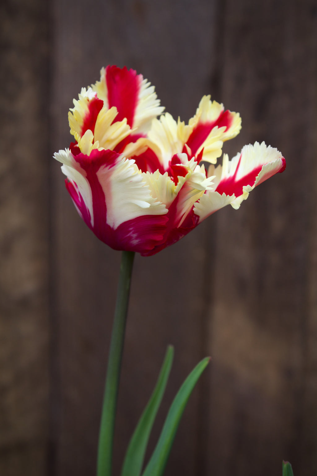 Tulipa 'Flaming Parrot' 12/+