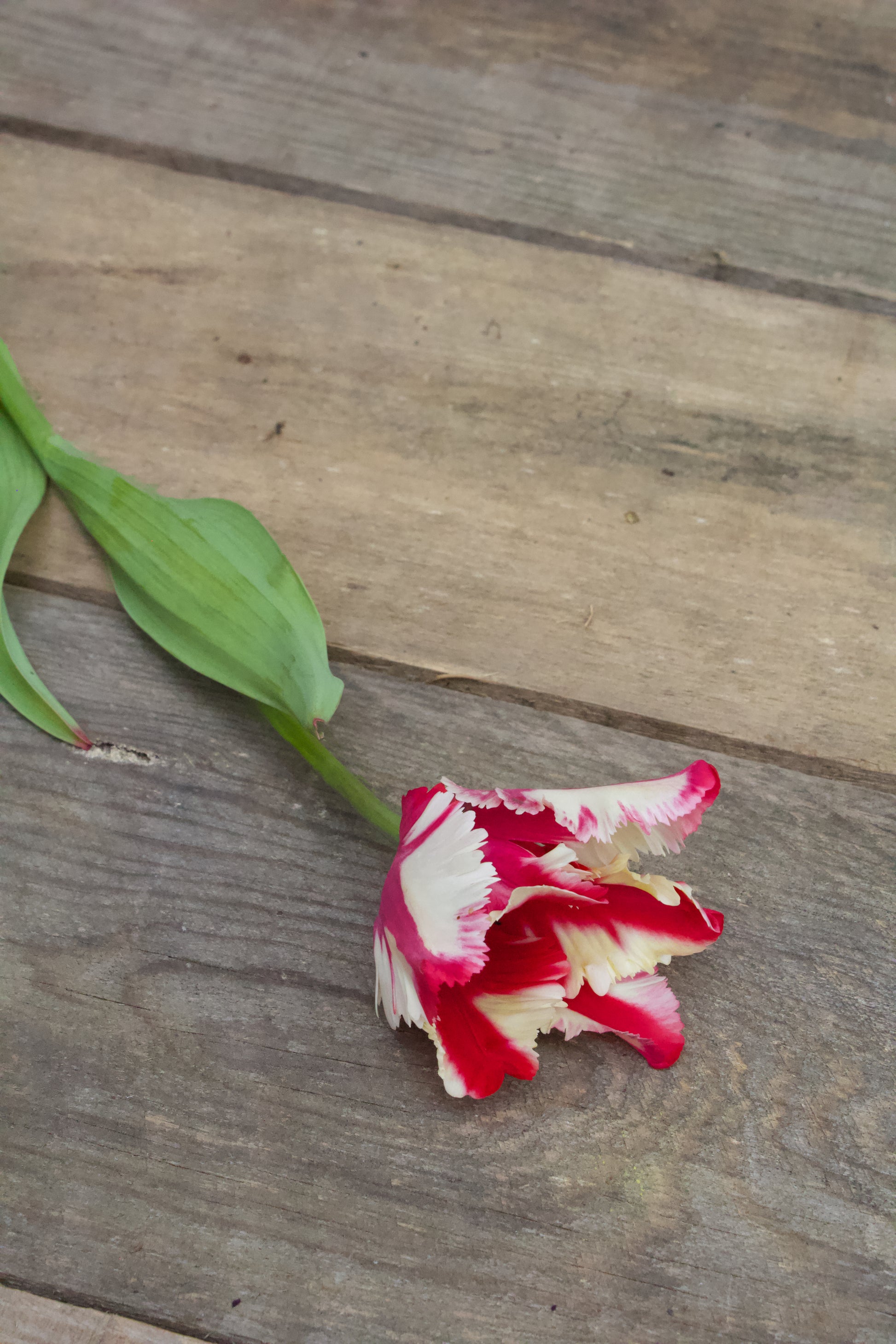 Tulipa 'Flaming Parrot' 12/+