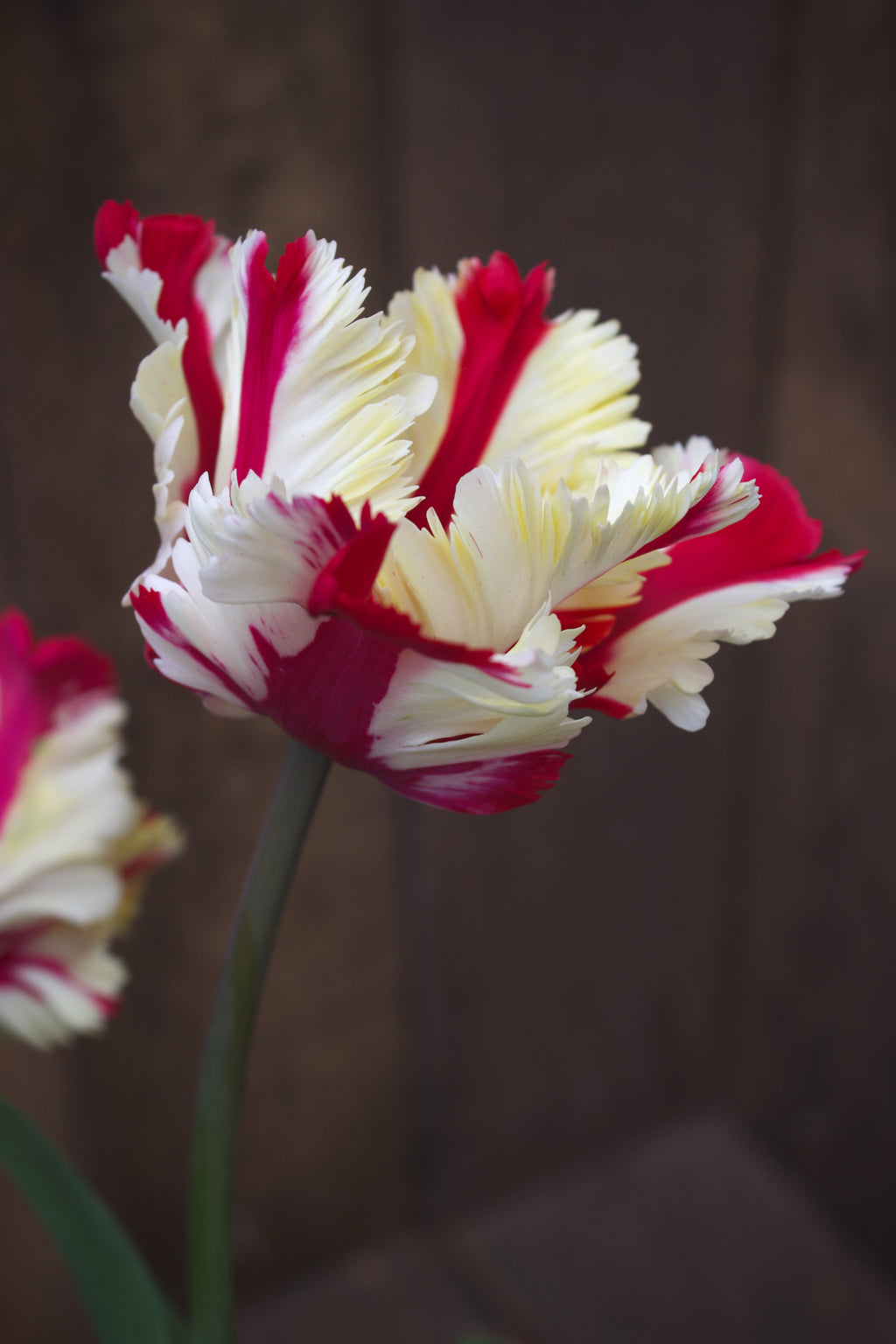 Tulipa 'Flaming Parrot' 12/+