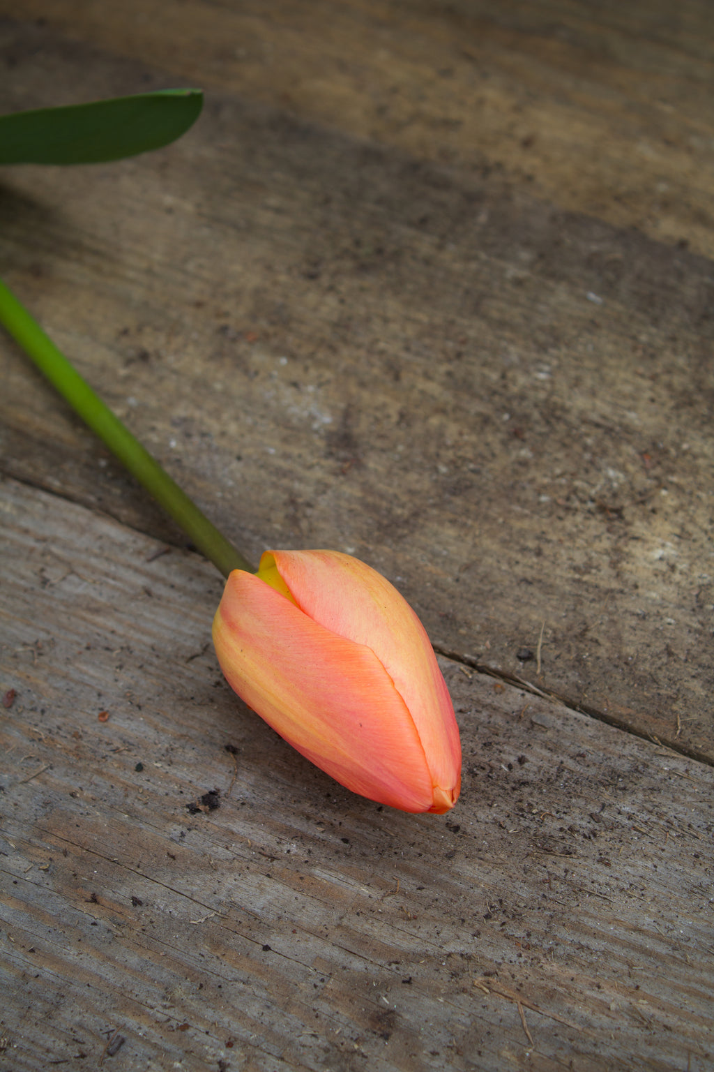 Tulipa 'Orange Emperor' 12/+