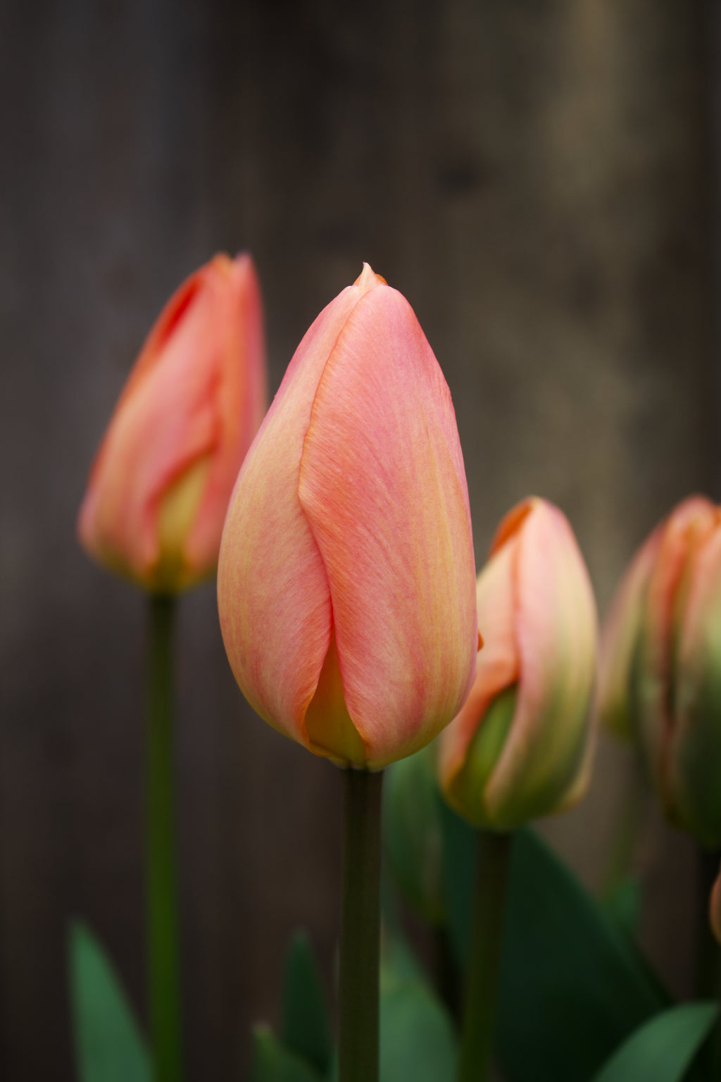 Tulipa 'Orange Emperor' 12/+