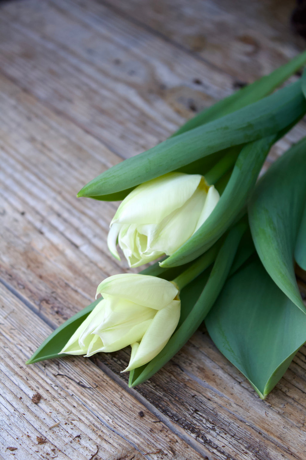 Tulipa 'Purissima' 12/+