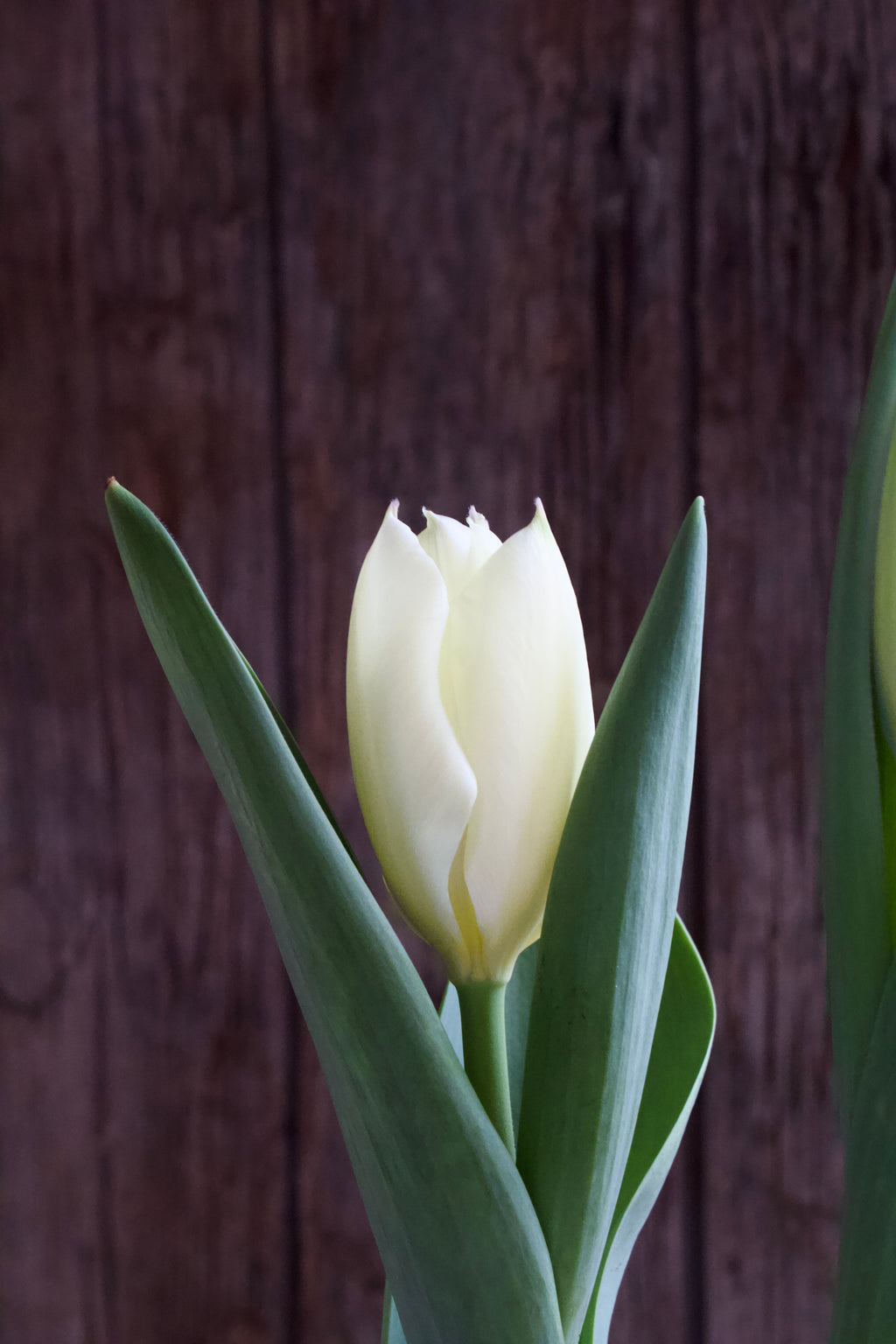 Tulipa 'Purissima' 12/+