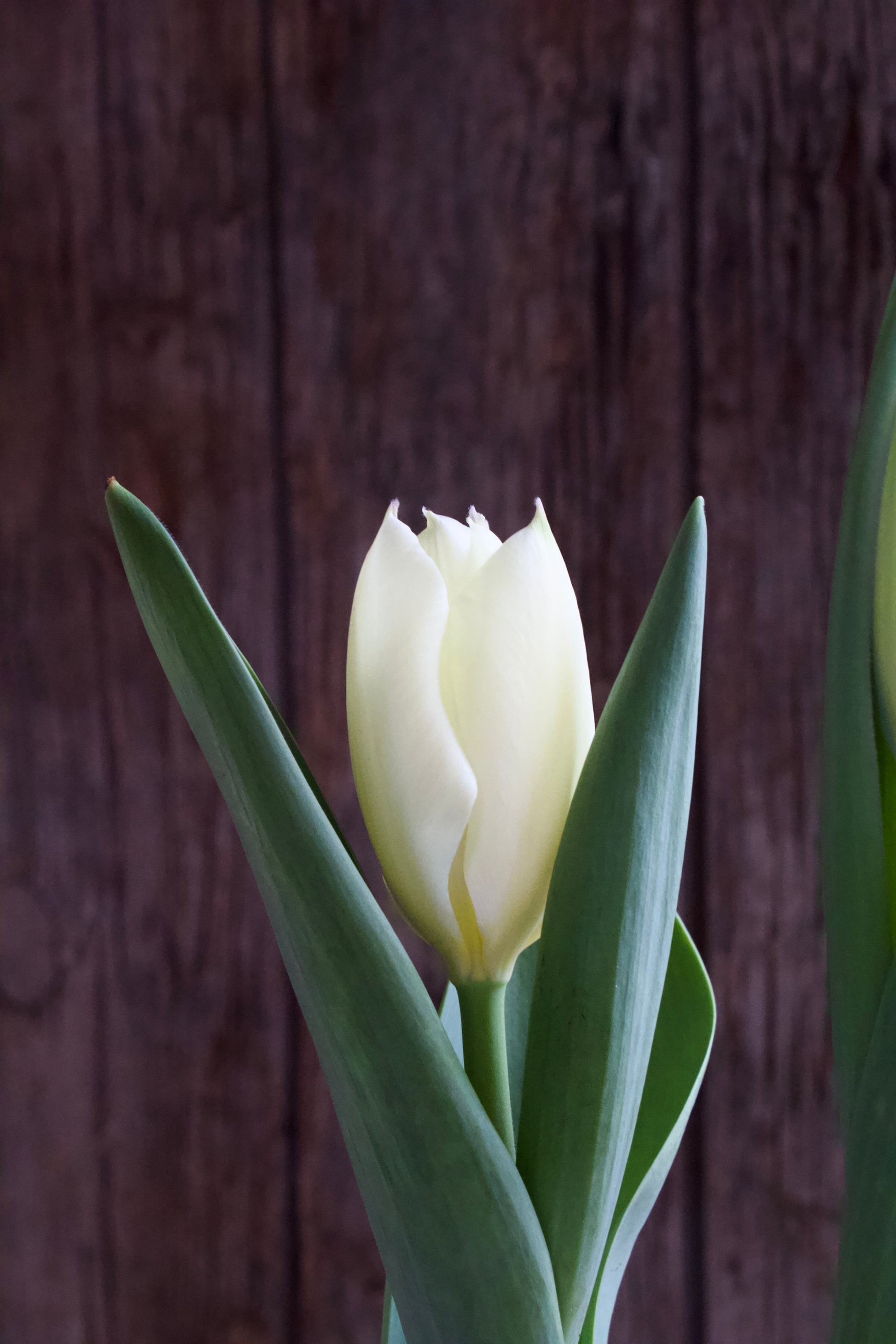 Tulipa 'Purissima' 12/+