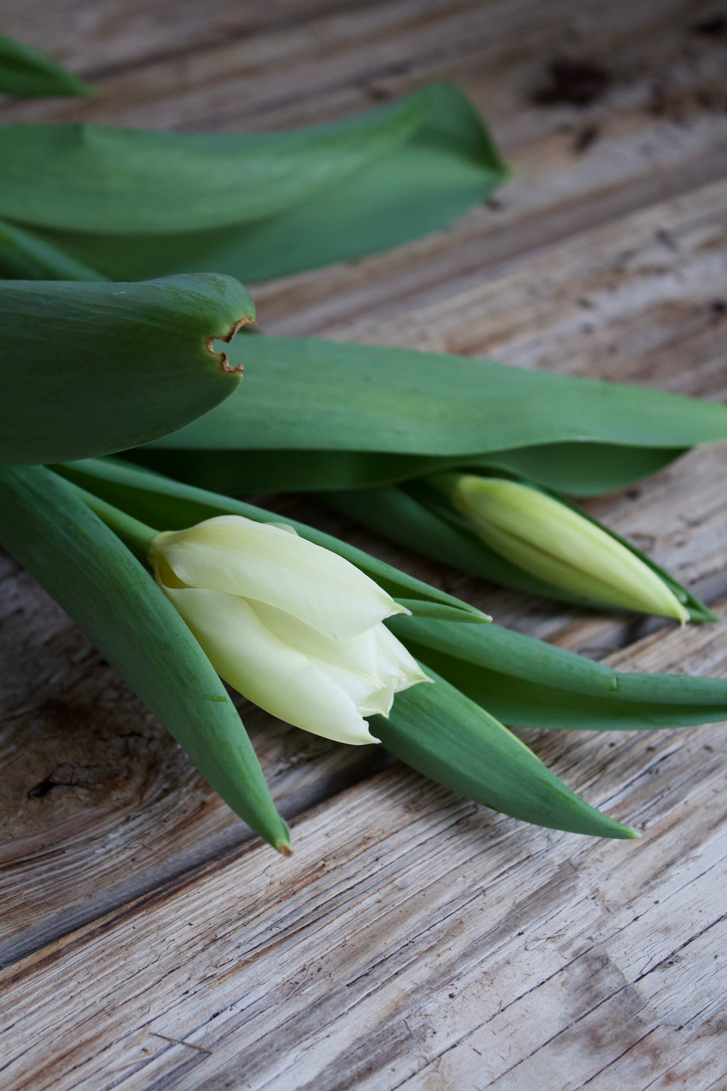Tulipa 'Purissima' 12/+
