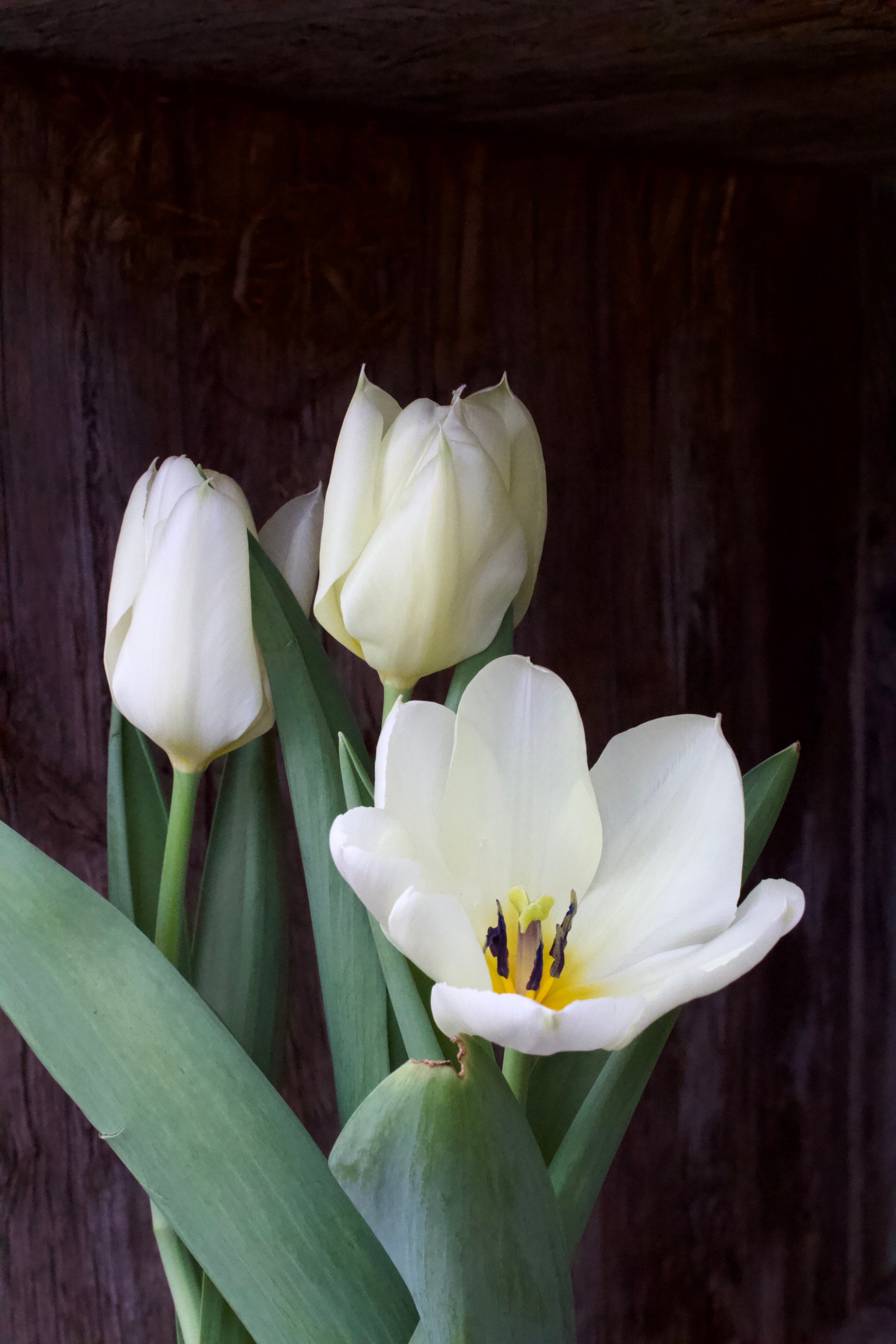 Tulipa 'Purissima' 12/+