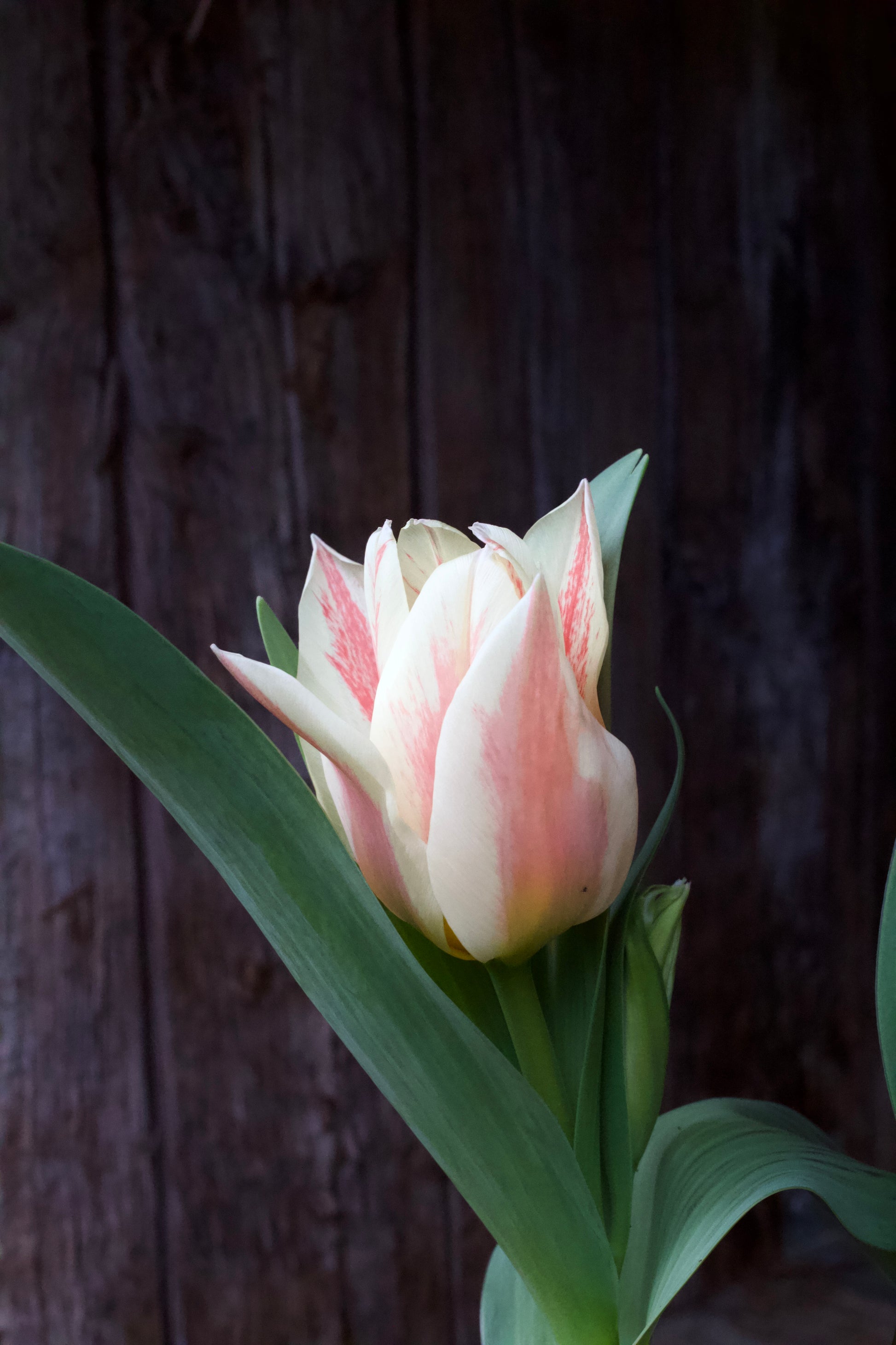Tulipa 'Quebec' 12/+