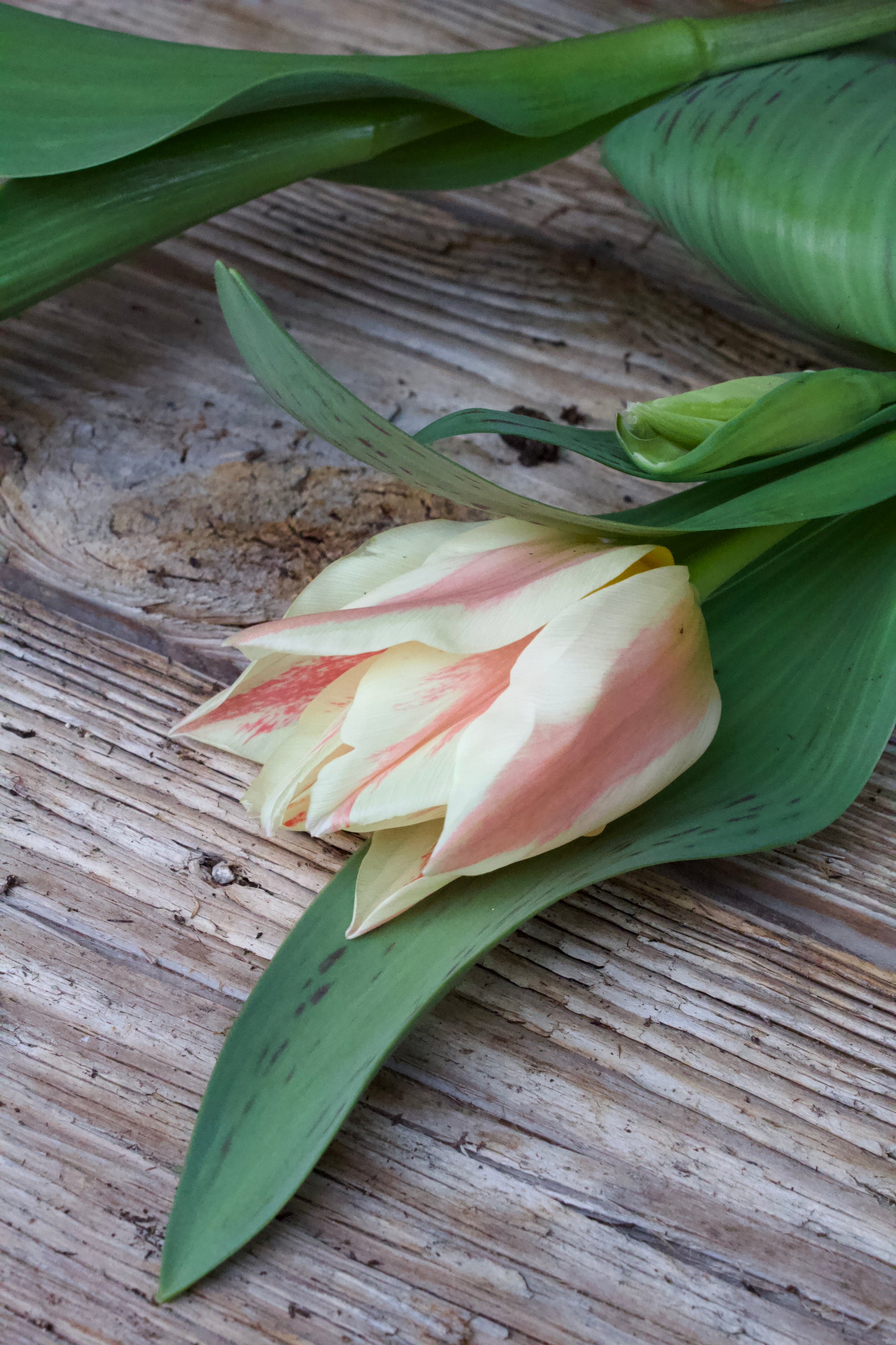 Tulipa 'Quebec' 12/+
