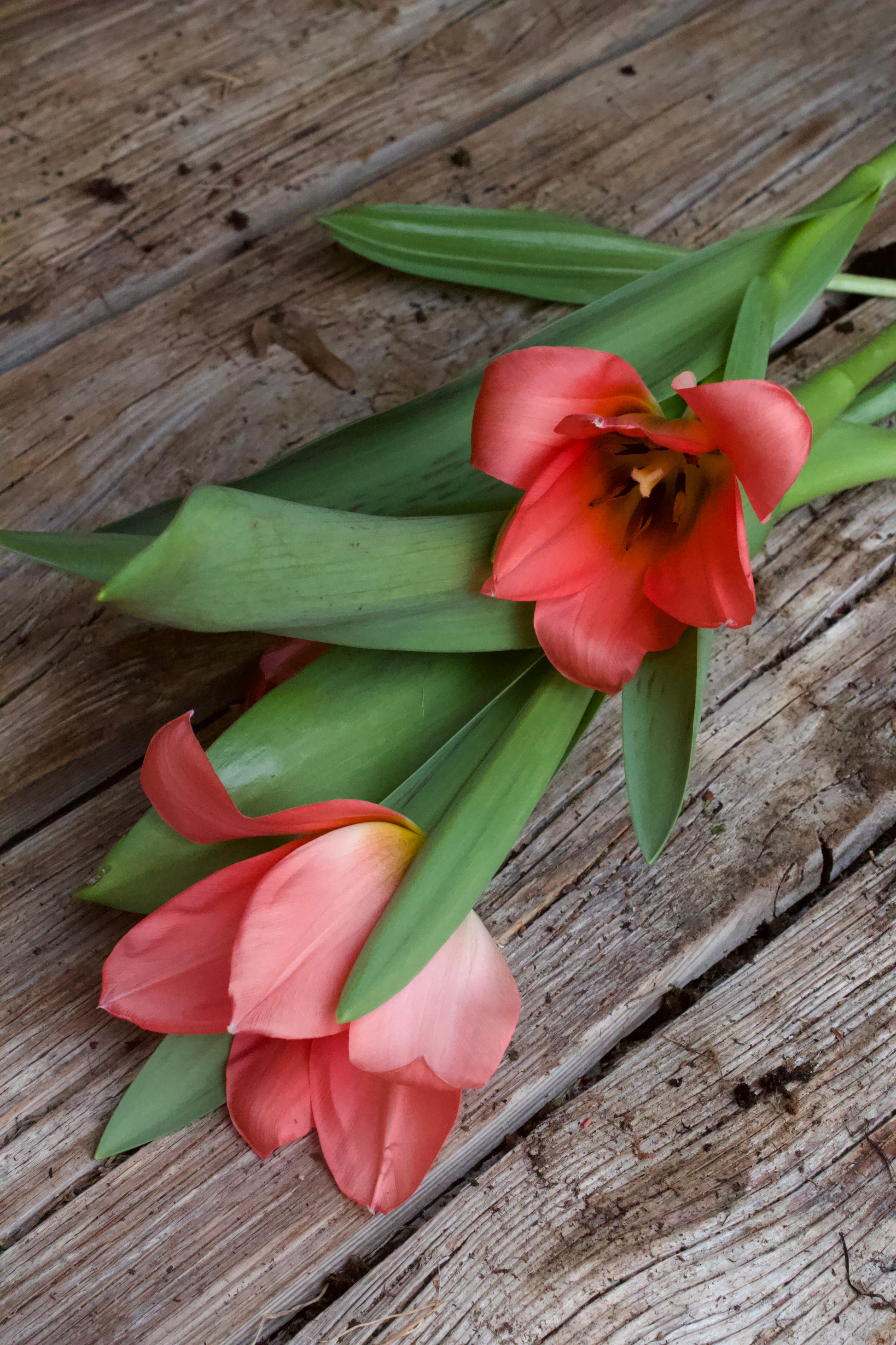 Tulipa 'Toronto' 12/+