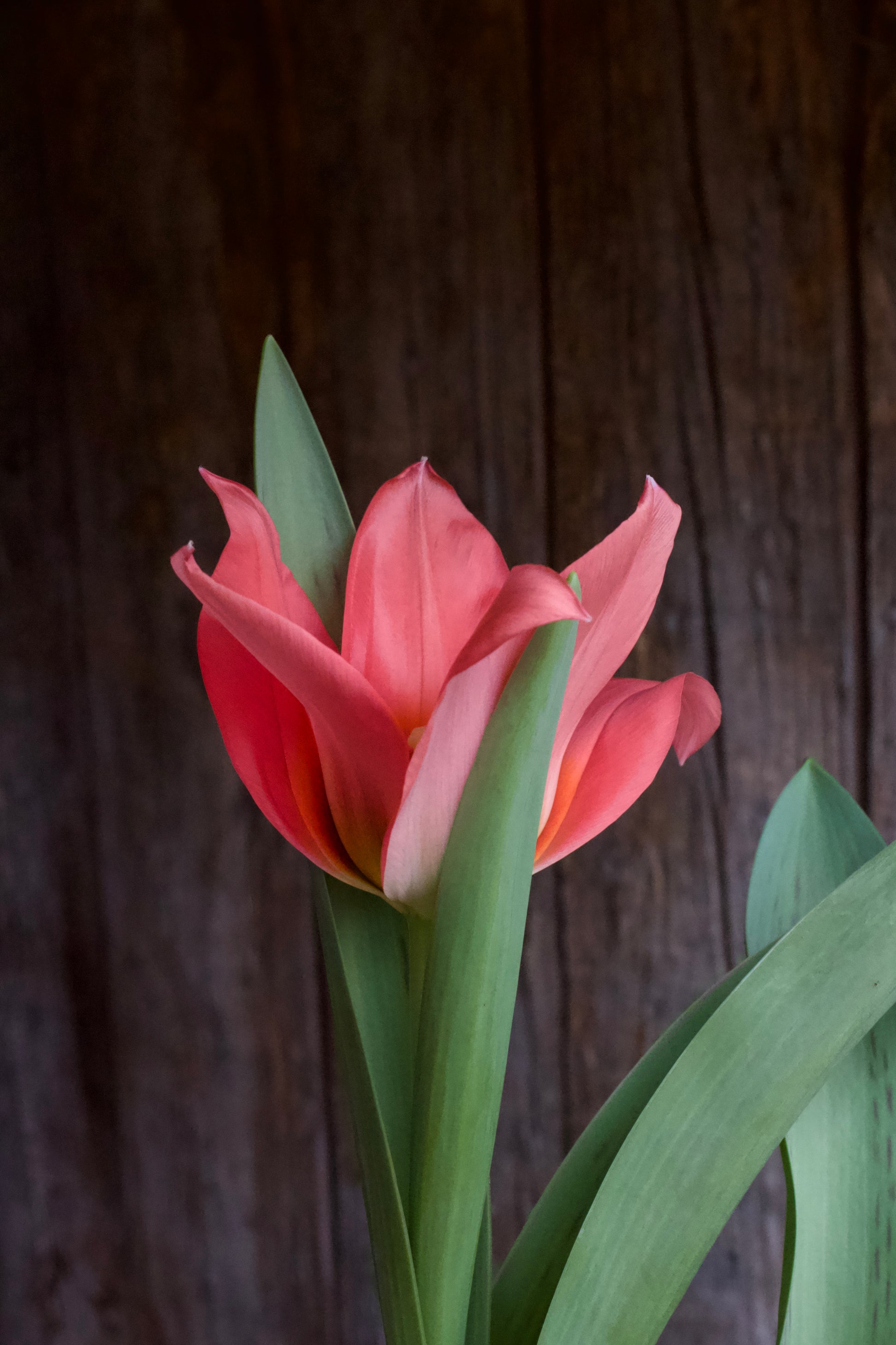 Tulipa 'Toronto' 12/+