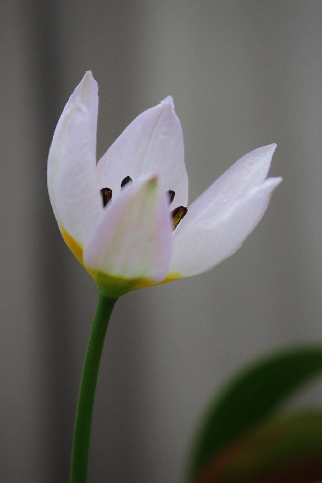 Tulipa 'Bakeri Lilac Wonder' 6/+