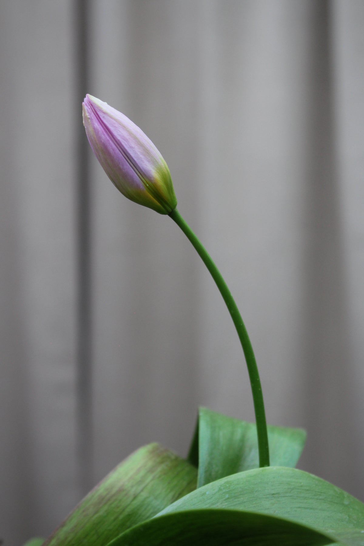 Tulipa 'Bakeri Lilac Wonder' 6/+