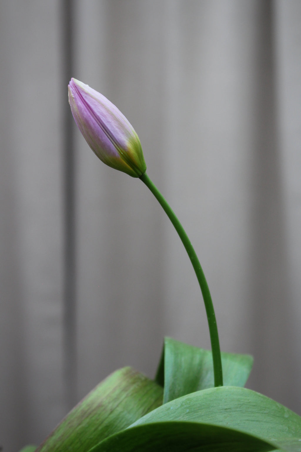 Tulipa 'Bakeri Lilac Wonder' 6/+