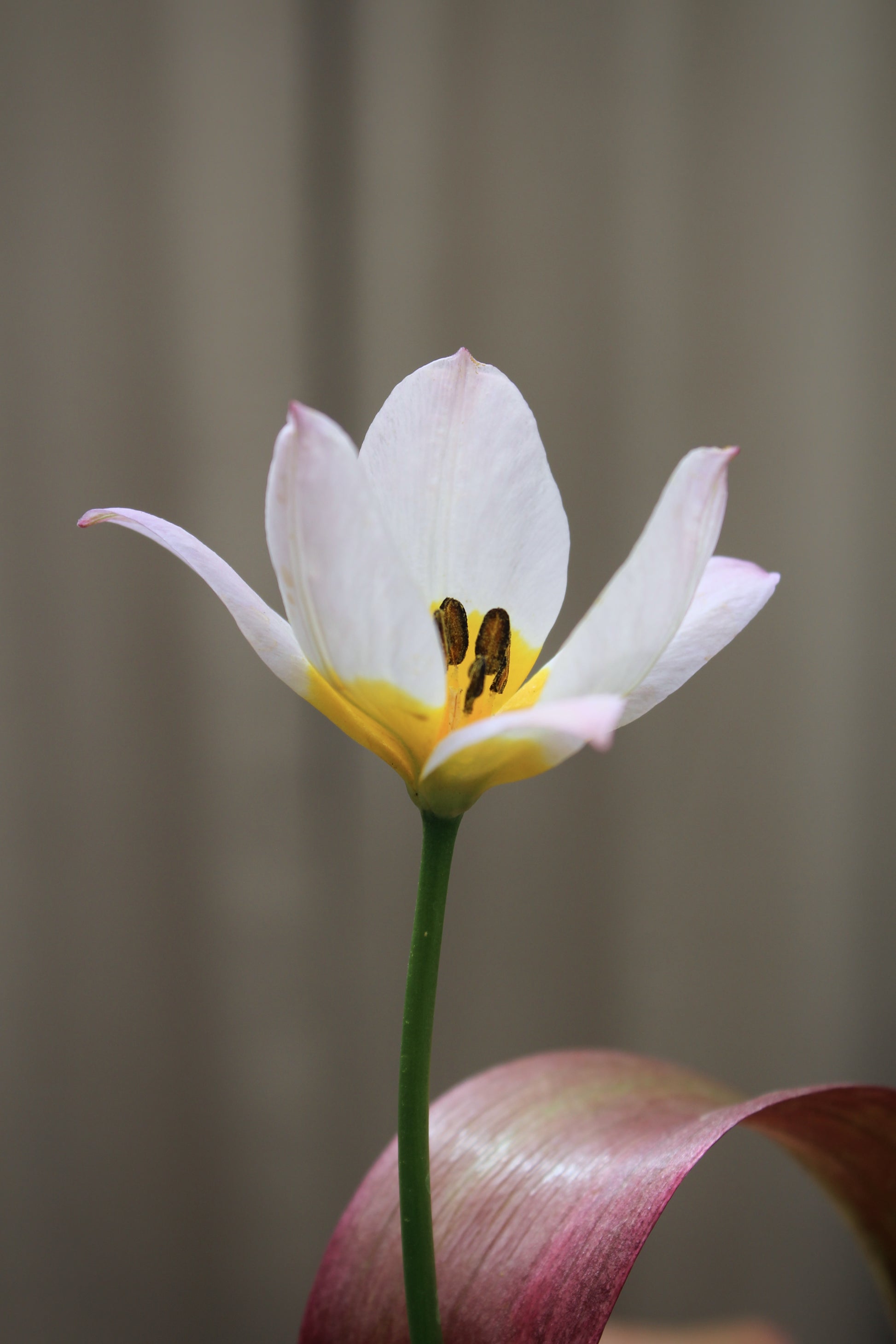 Tulipa 'Bakeri Lilac Wonder' 6/+