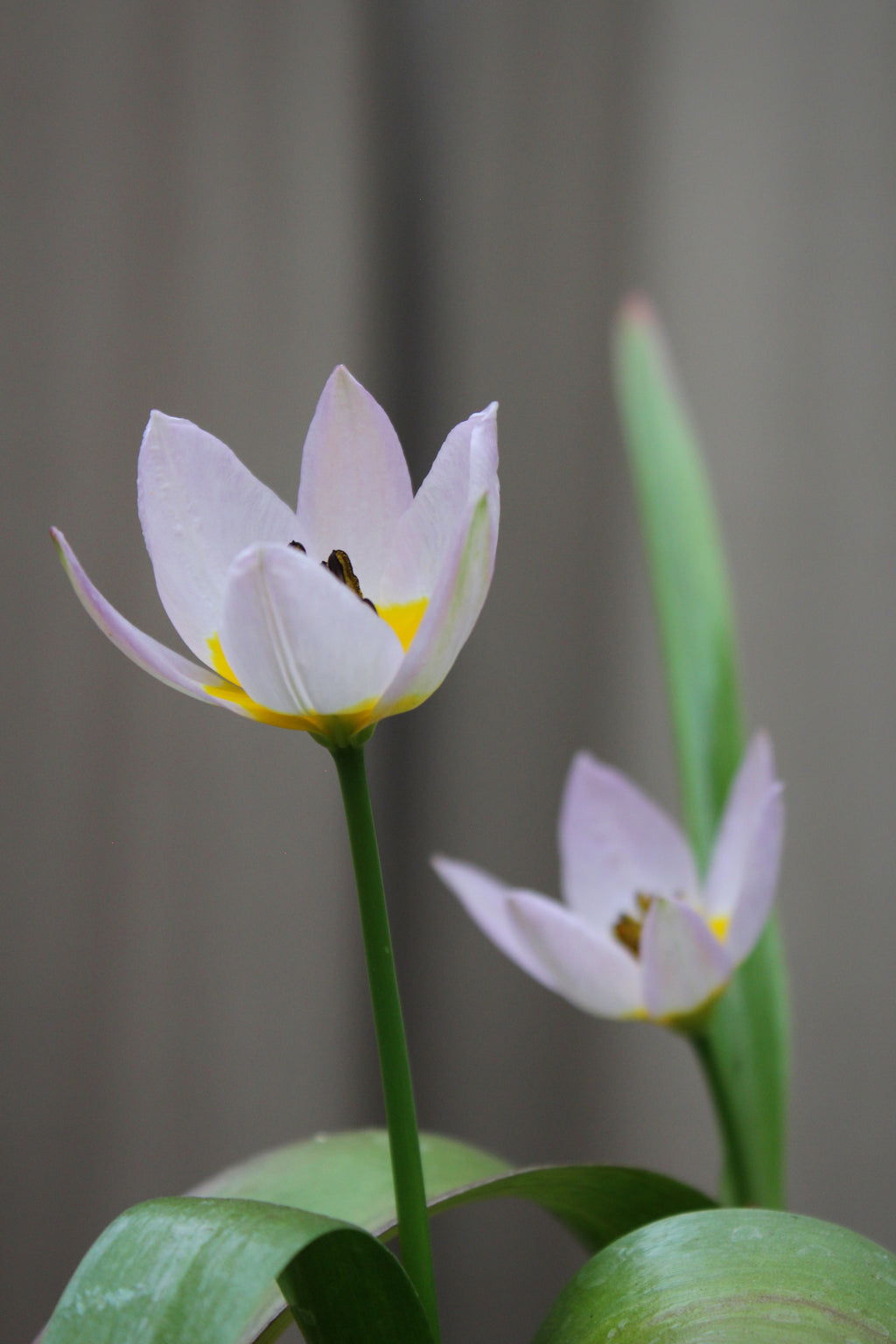 Tulipa 'Bakeri Lilac Wonder' 6/+